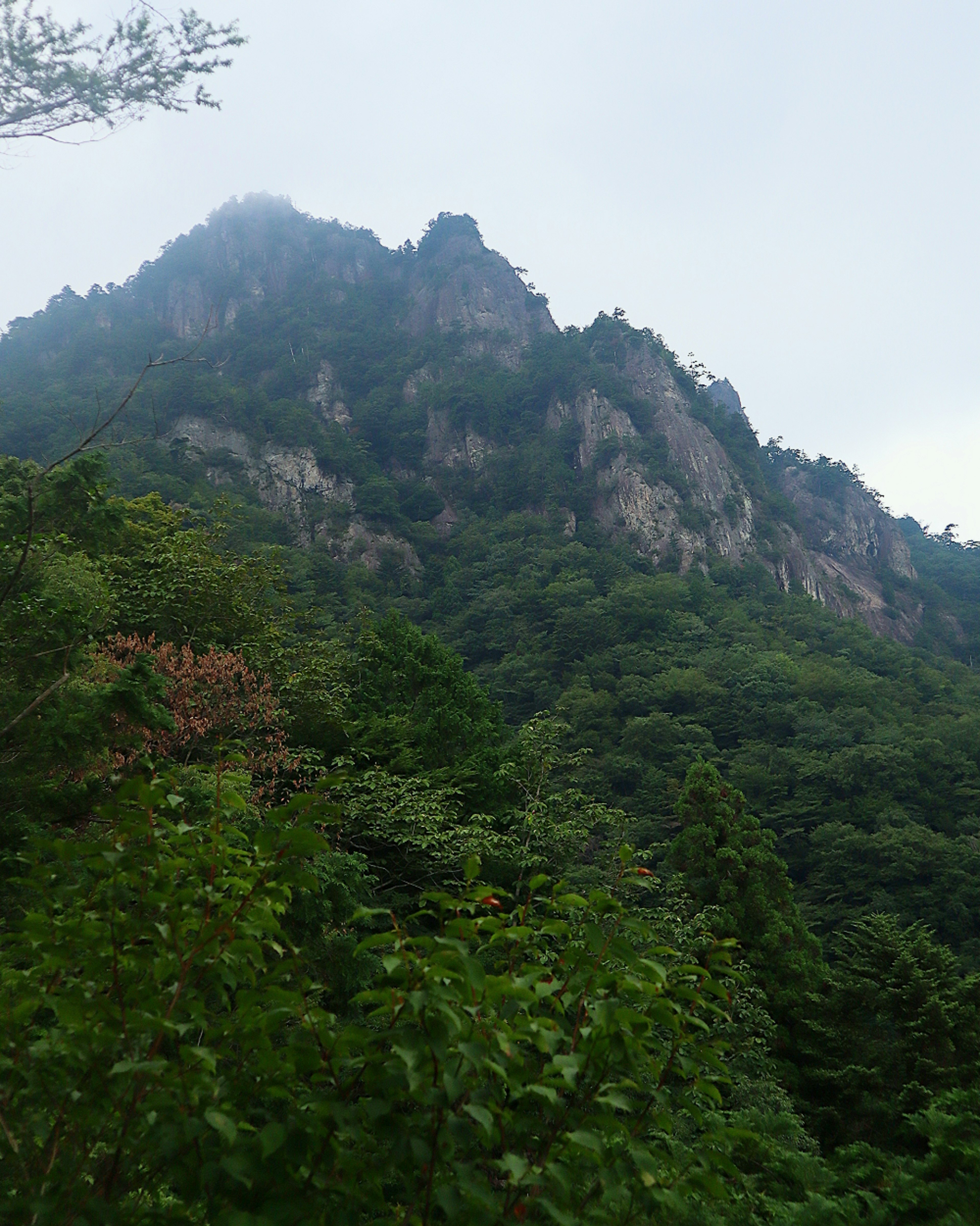 Üppige Berglandschaft mit einem nebligen Gipfel, umgeben von dichter Vegetation