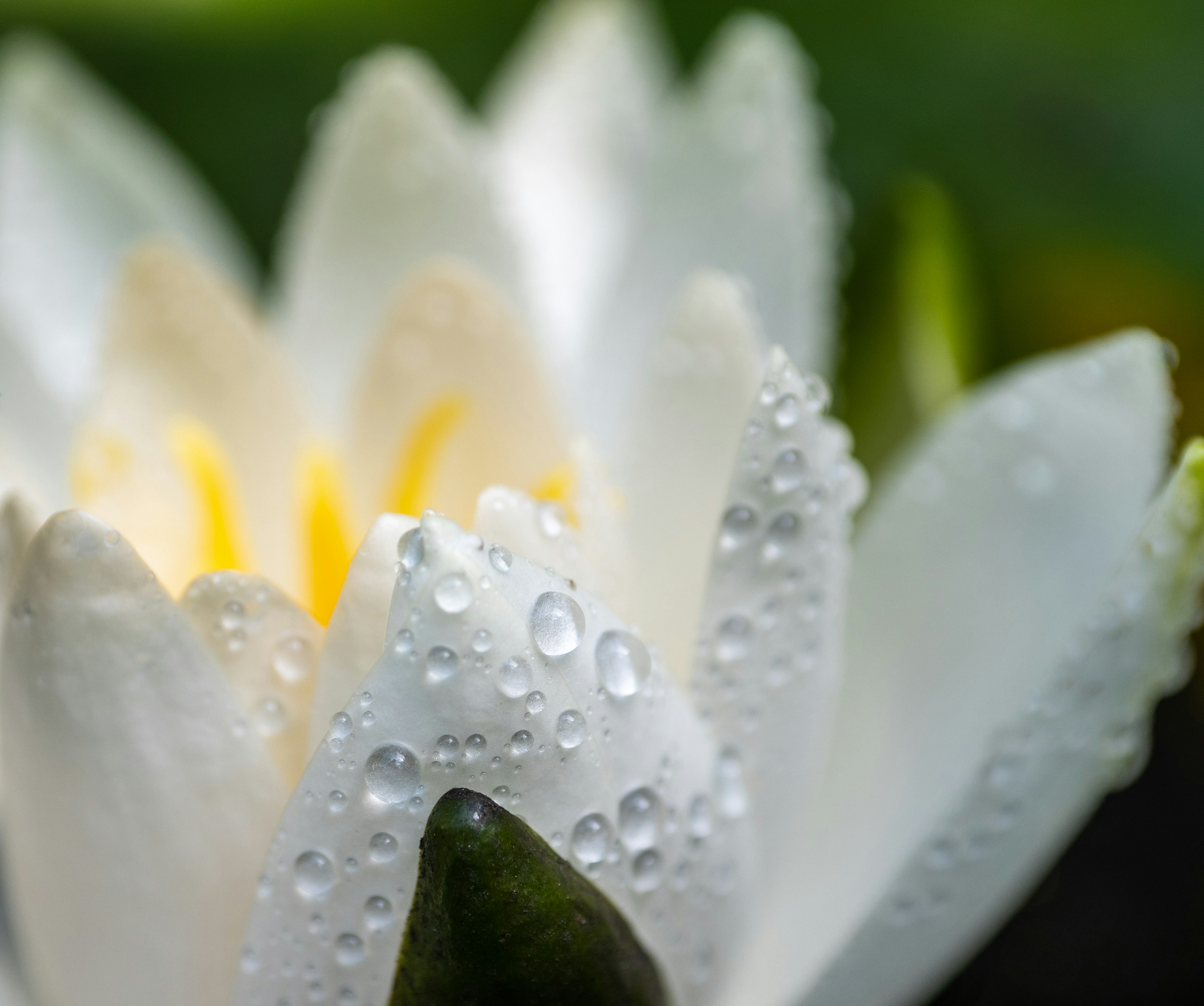 Close-up of a white water lily flower with droplets