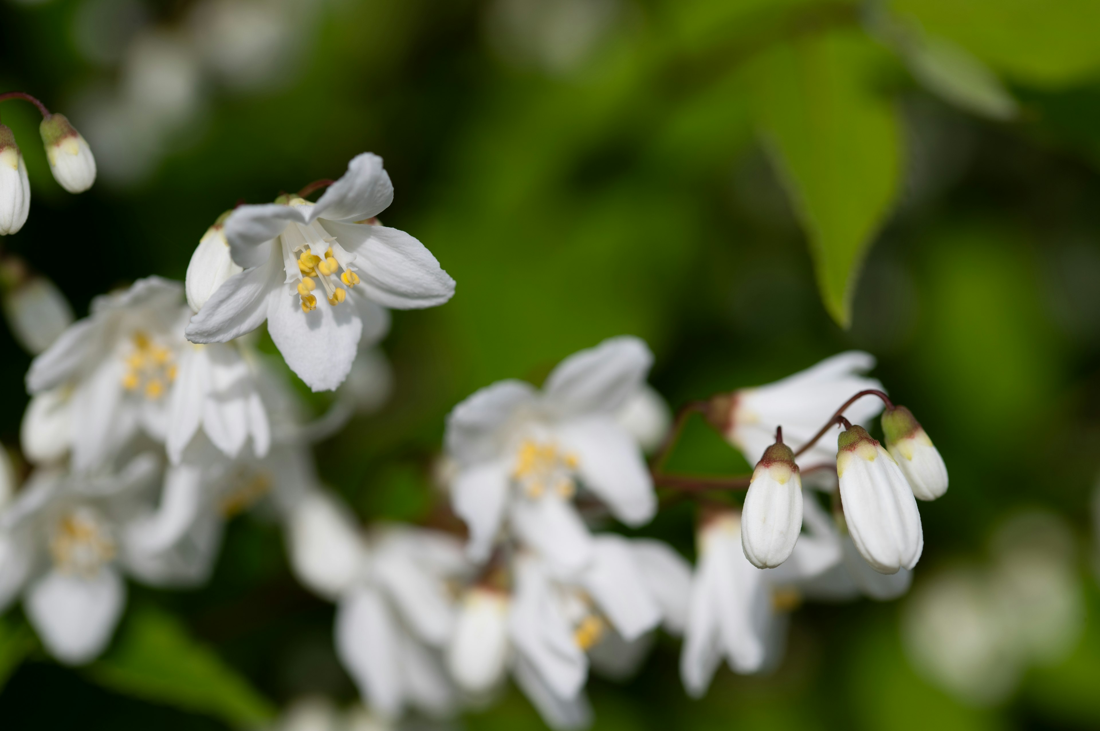 Fleurs blanches délicates avec des centres jaunes entourées de feuilles vertes