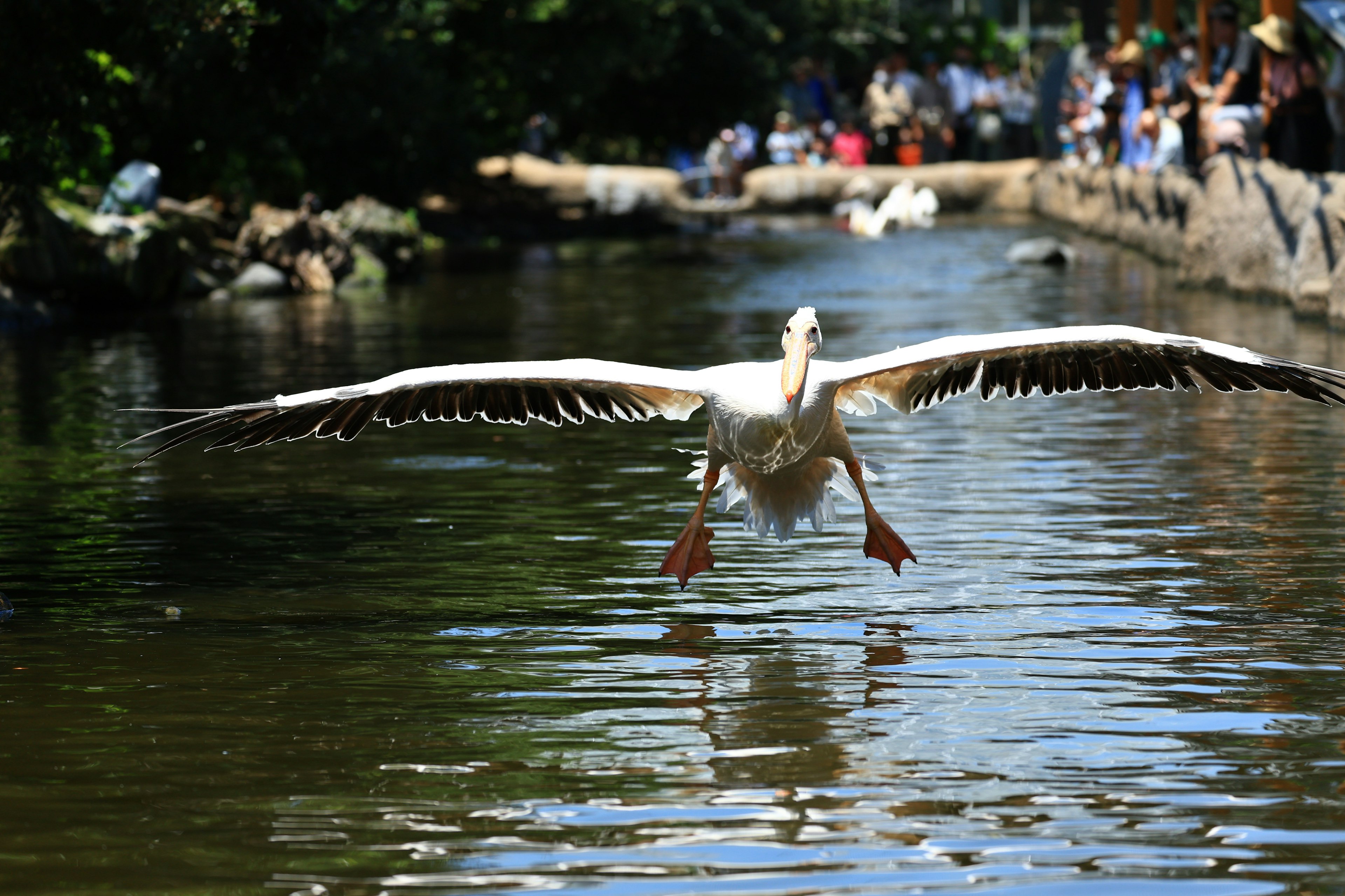 Un oiseau blanc volant au-dessus de l'eau avec des gens et de la verdure en arrière-plan