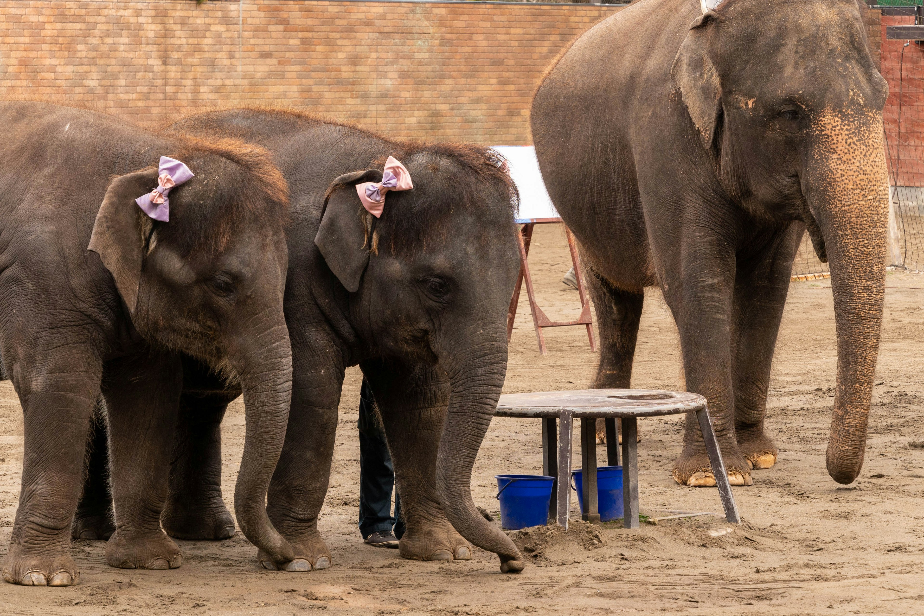 Deux éléphants avec des nœuds jouant dans un environnement sablonneux