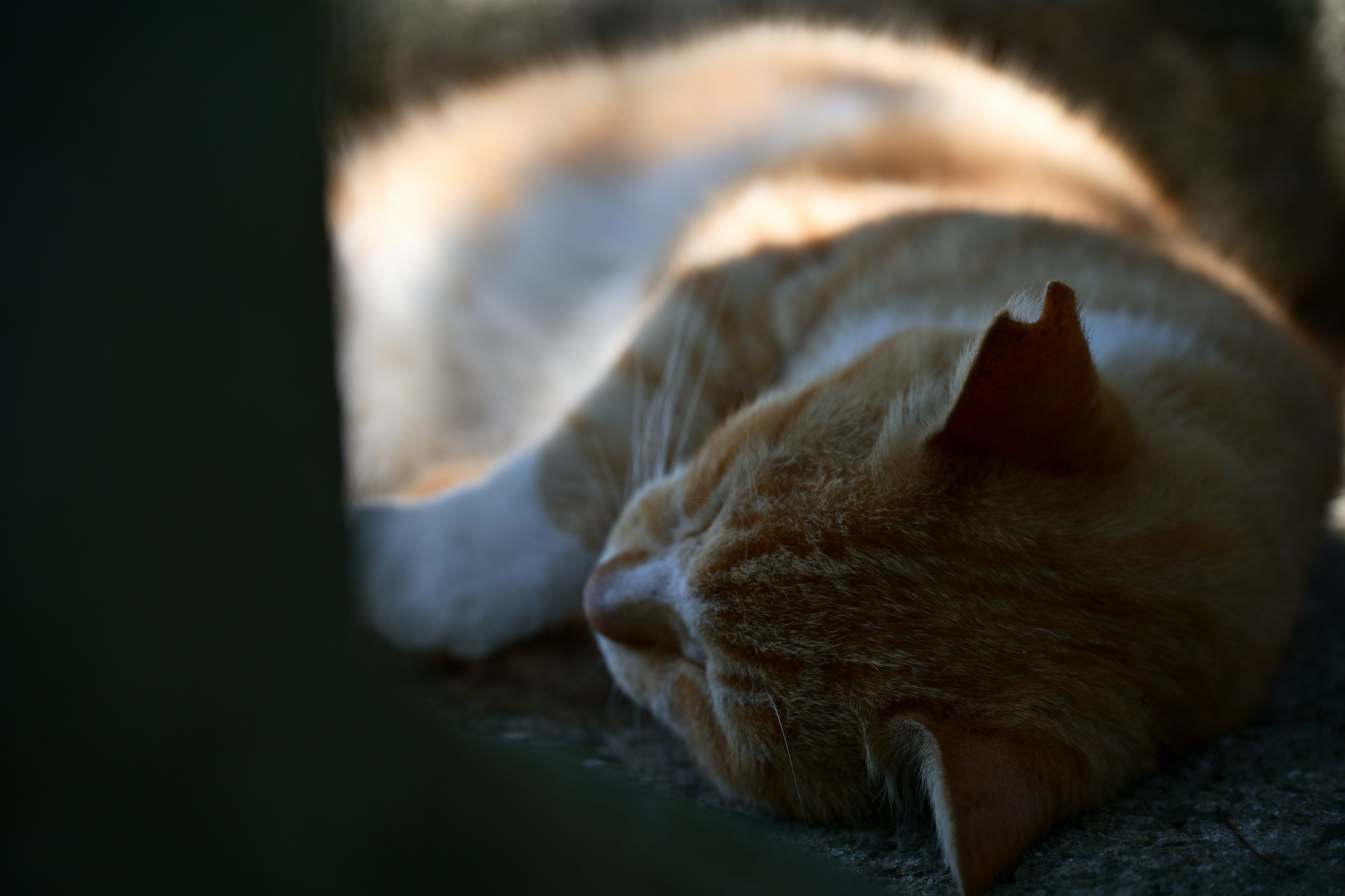 日向で寝ているオレンジ色の猫の横顔