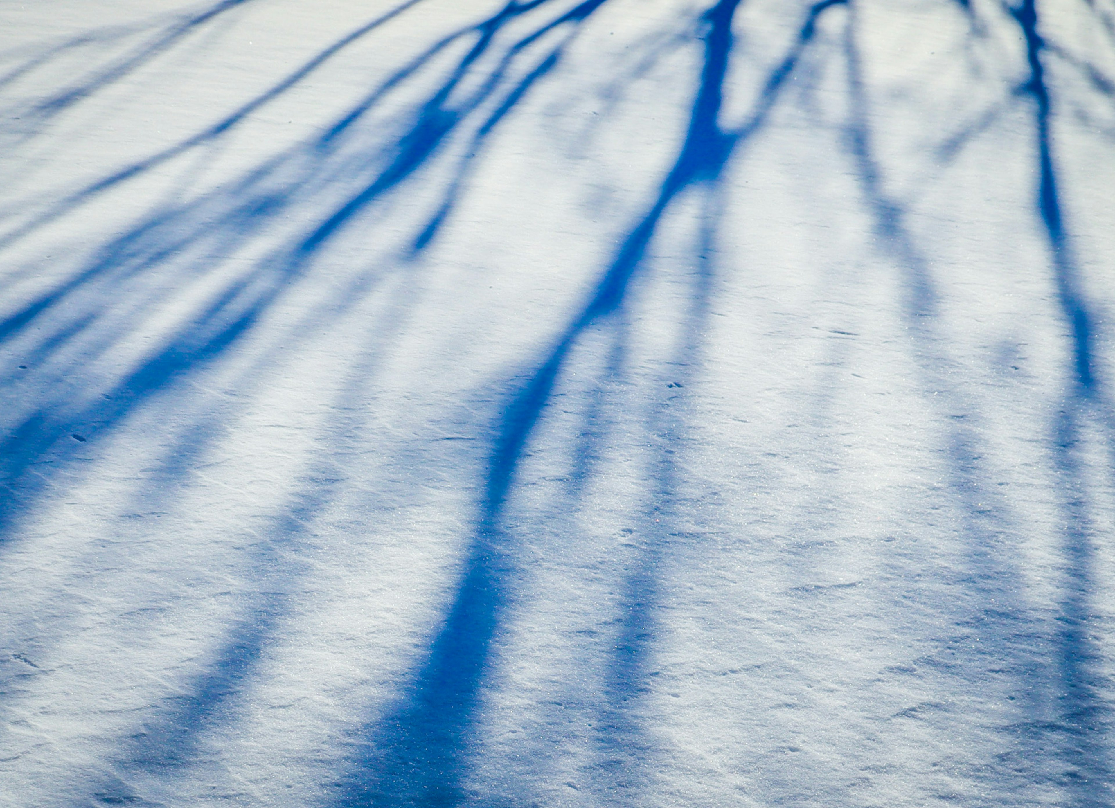 Ombre blu di rami su neve