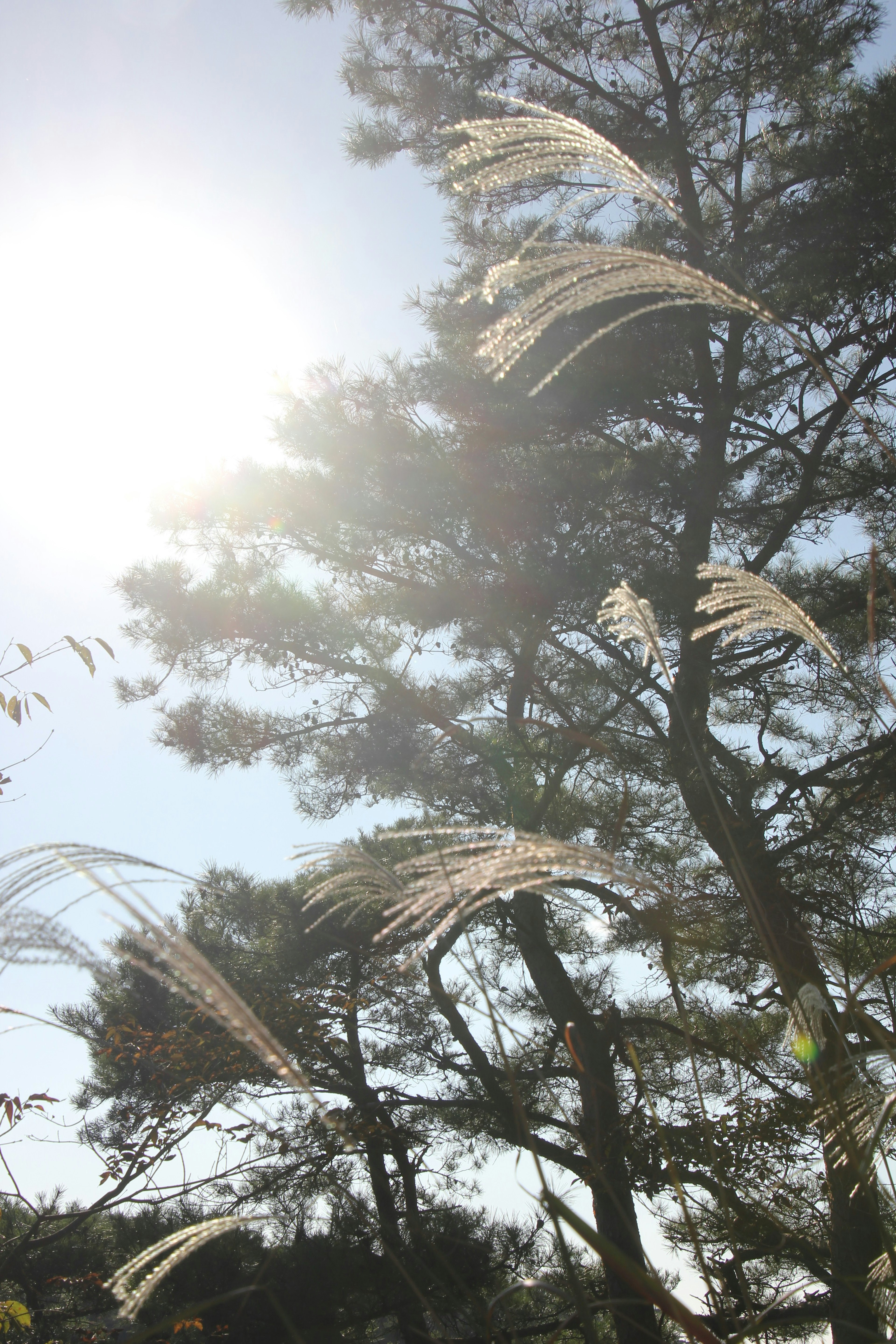 Un paesaggio con alberi e erba con spighe illuminati dalla luce del sole contro un cielo blu chiaro