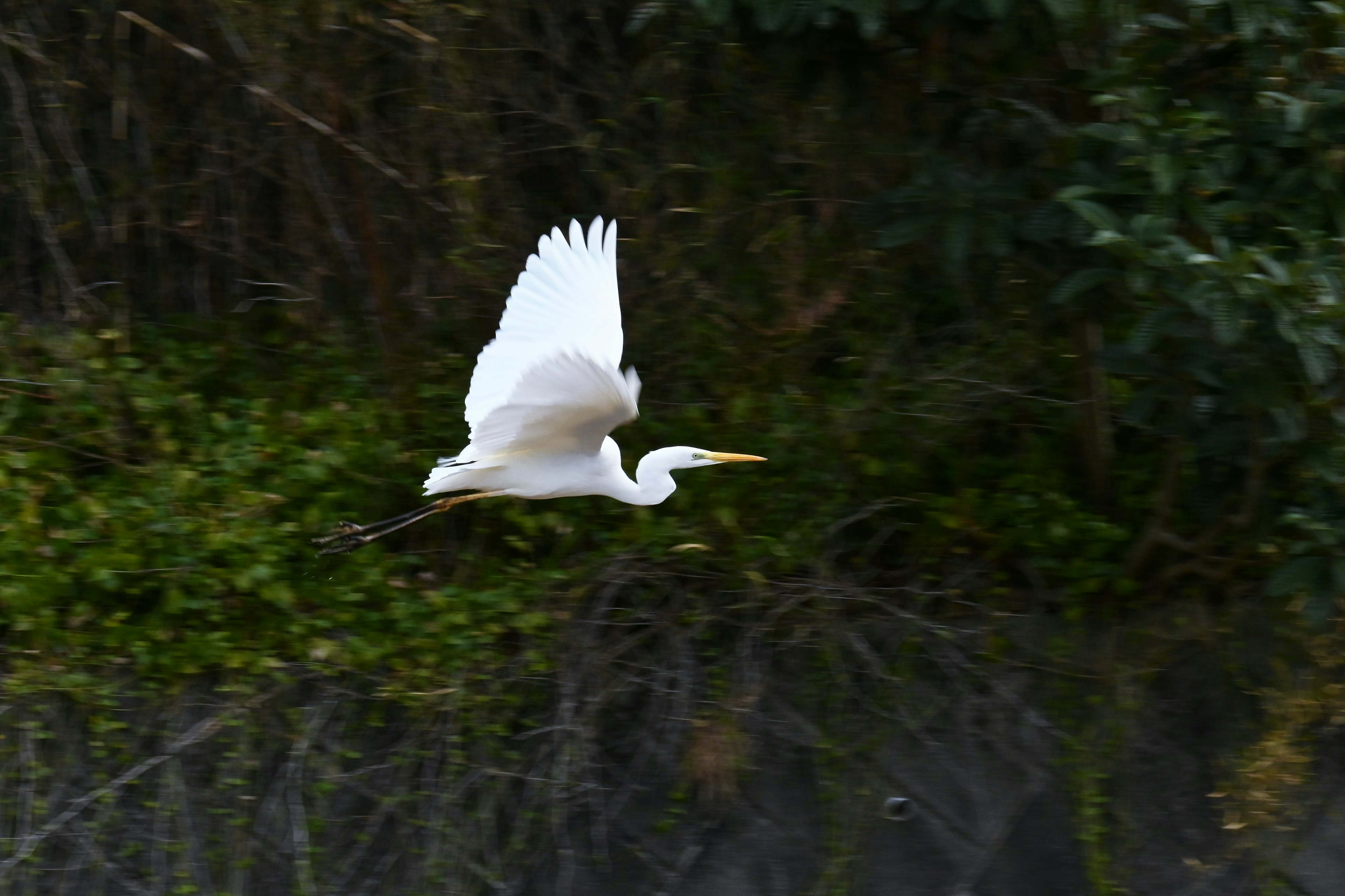 Un oiseau blanc volant sur un fond vert