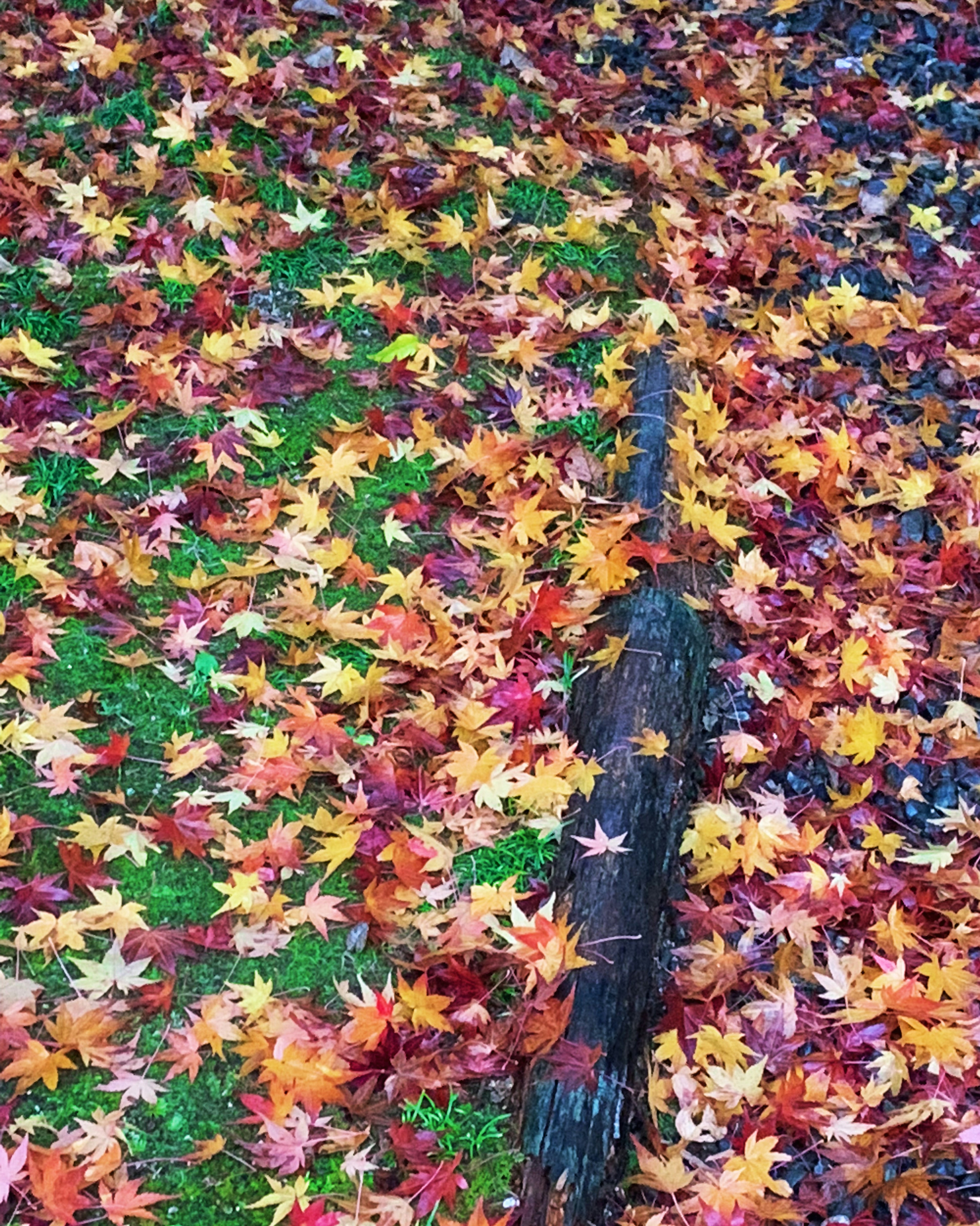 Colorful autumn leaves scattered on green grass beside an old log