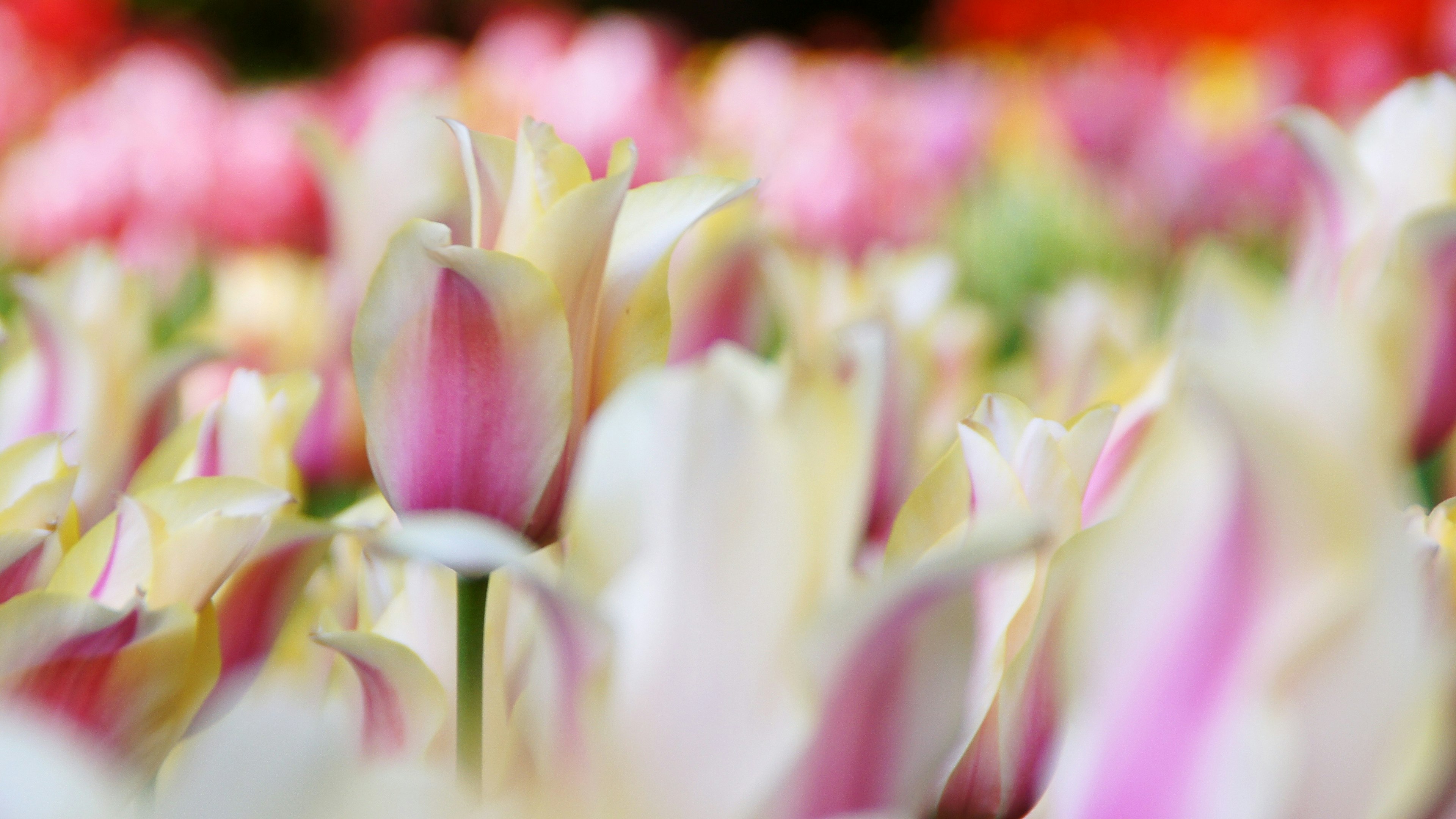 Ein Feld mit blühenden rosa und weißen Tulpen