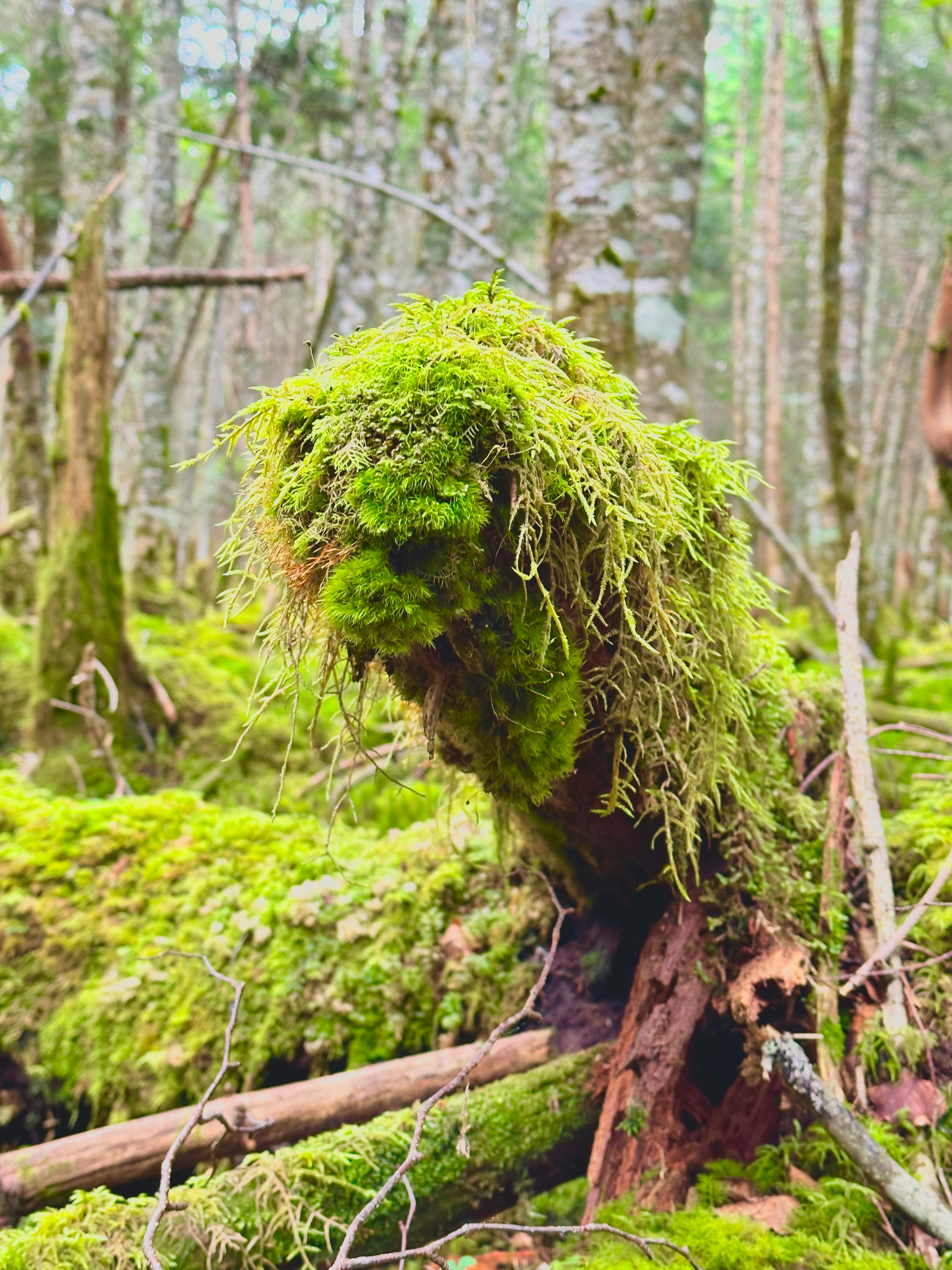 Un ceppo d'albero coperto di muschio in una foresta lussureggiante