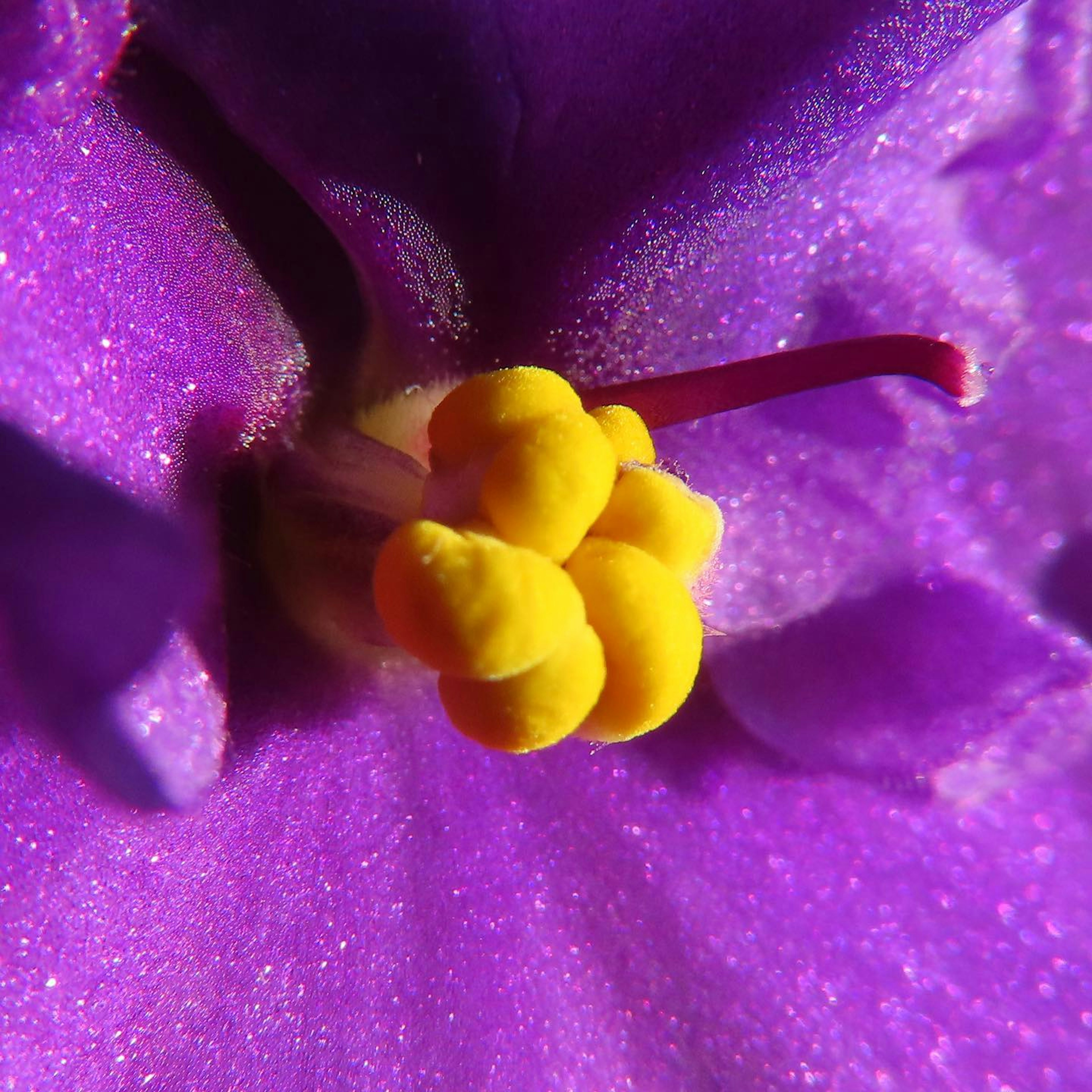 Close-up of a purple flower featuring yellow stamens and pistil