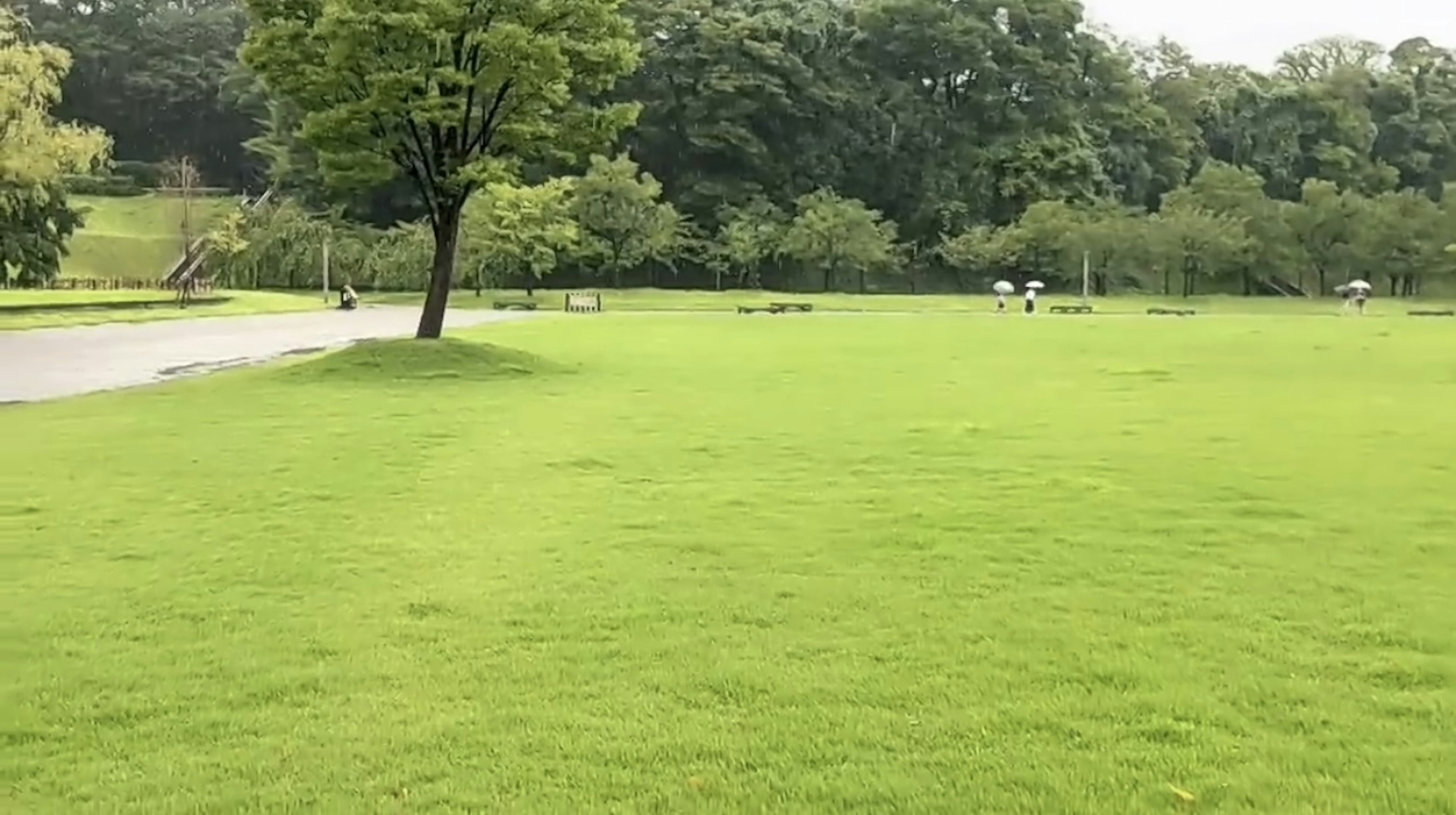 緑の芝生と木々が広がる公園の風景