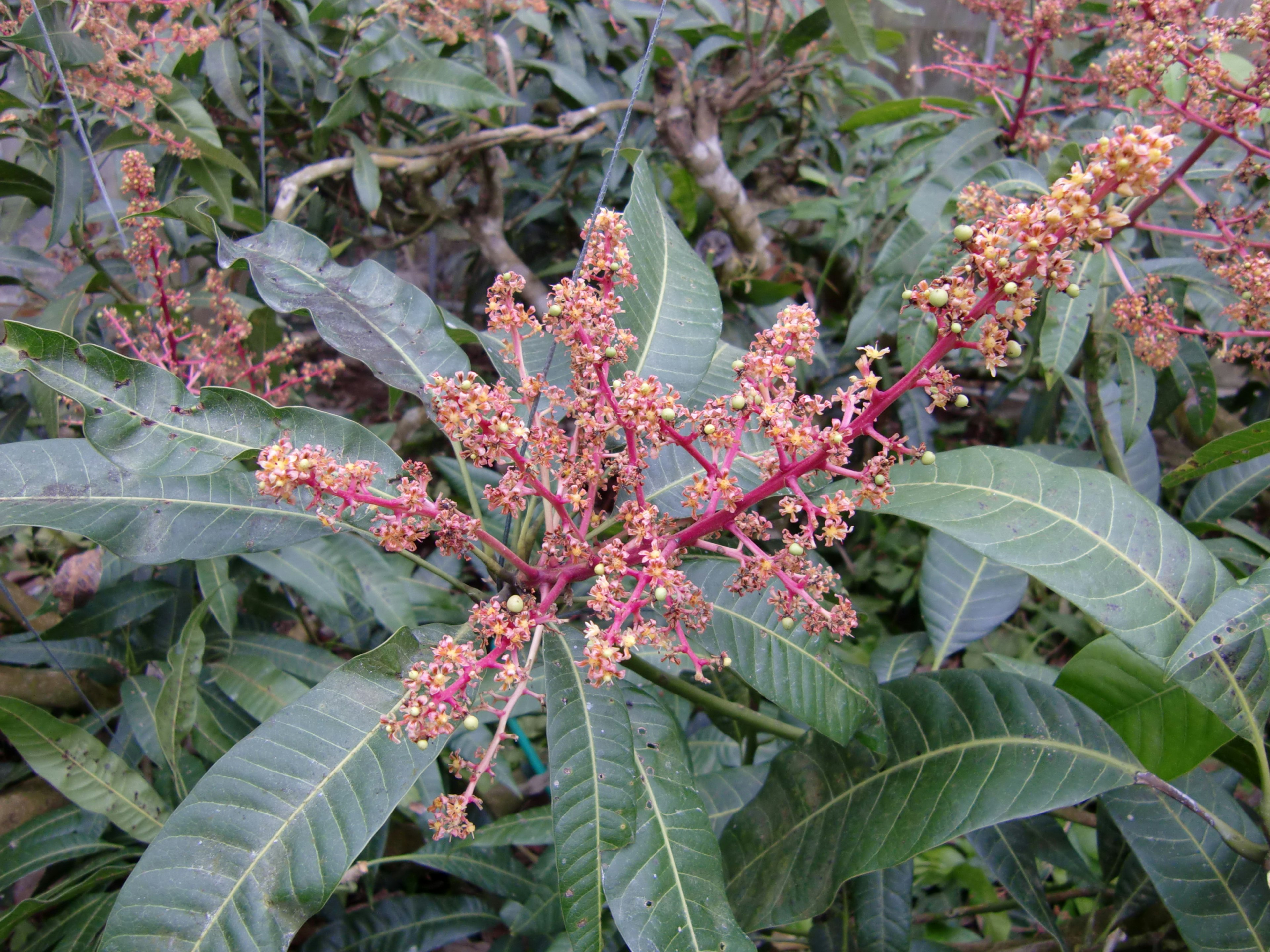 Árbol de mango con flores rojas y hojas verdes