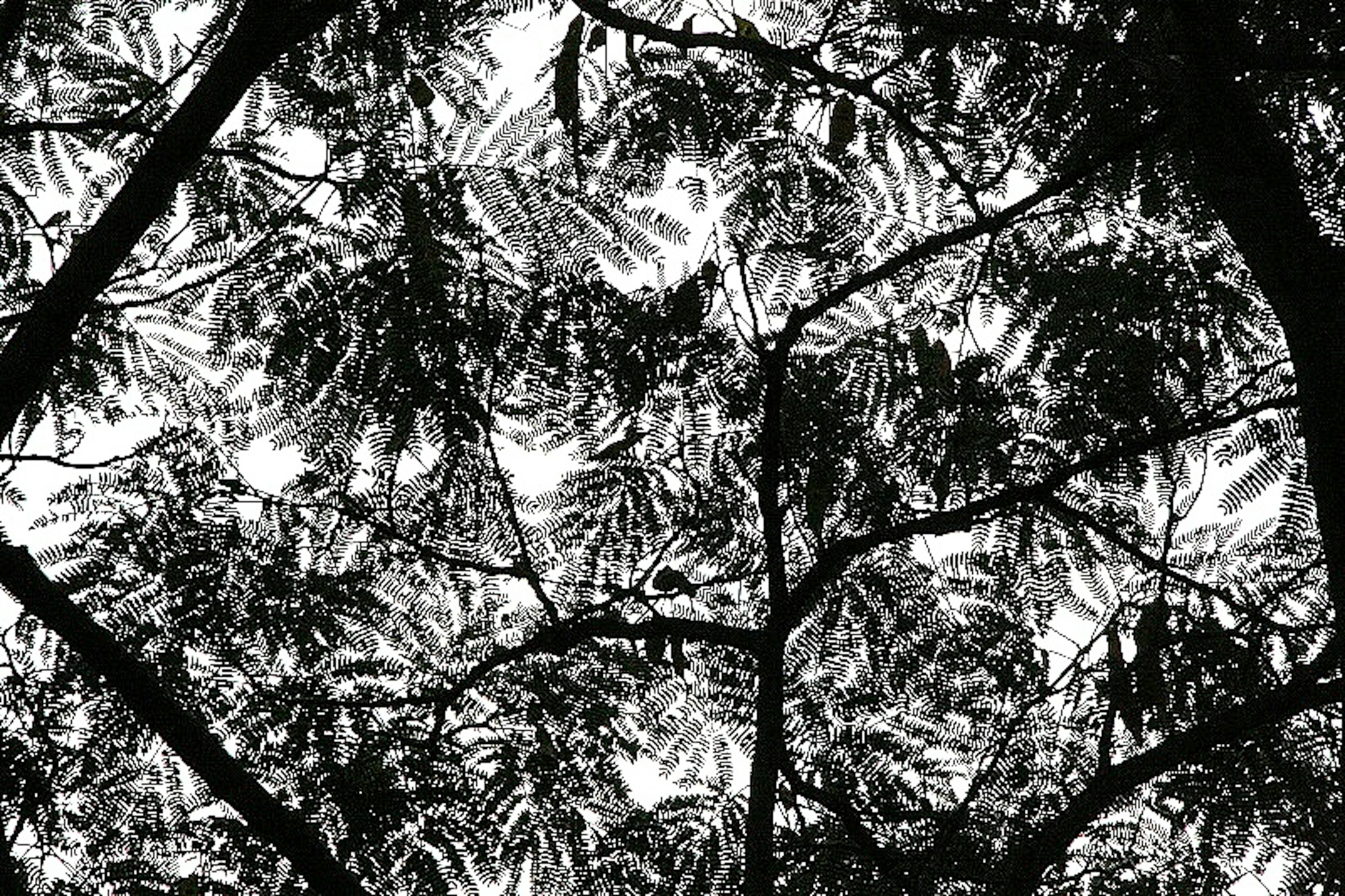 Silhouette de feuilles superposées en noir et blanc