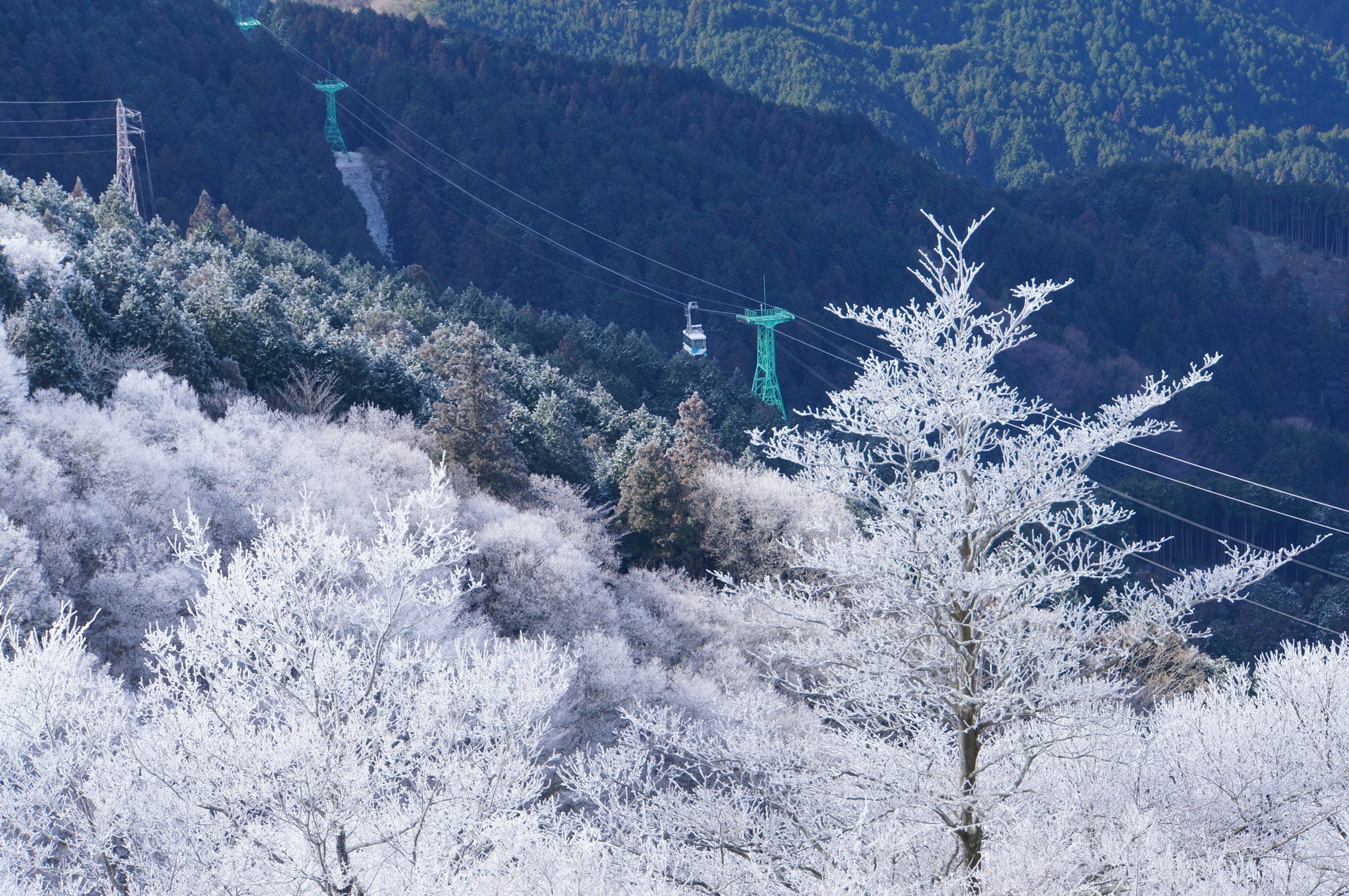 冬季风景，有被雪覆盖的树木和缆车