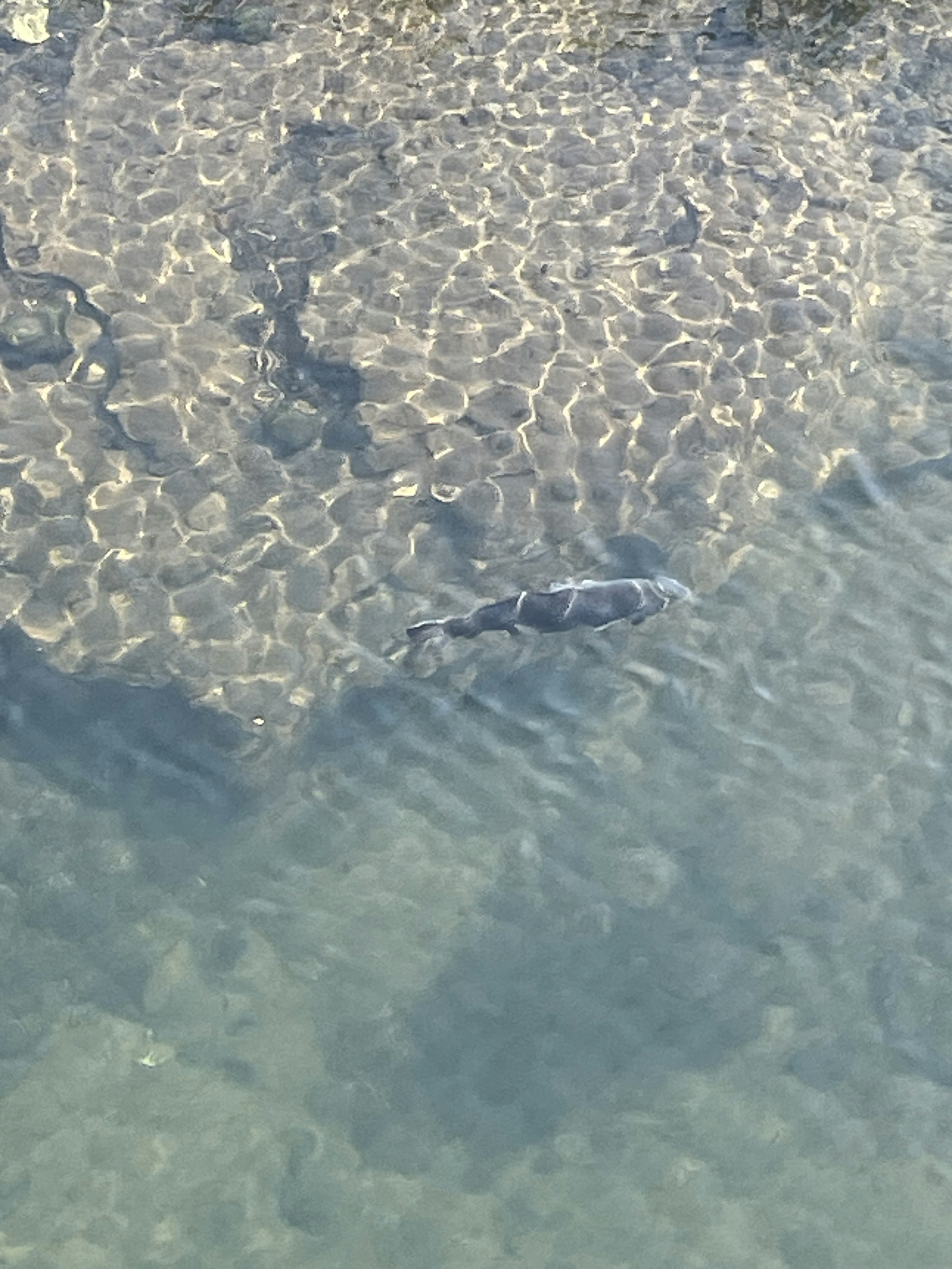 Poisson nageant dans une eau claire avec des motifs de sable