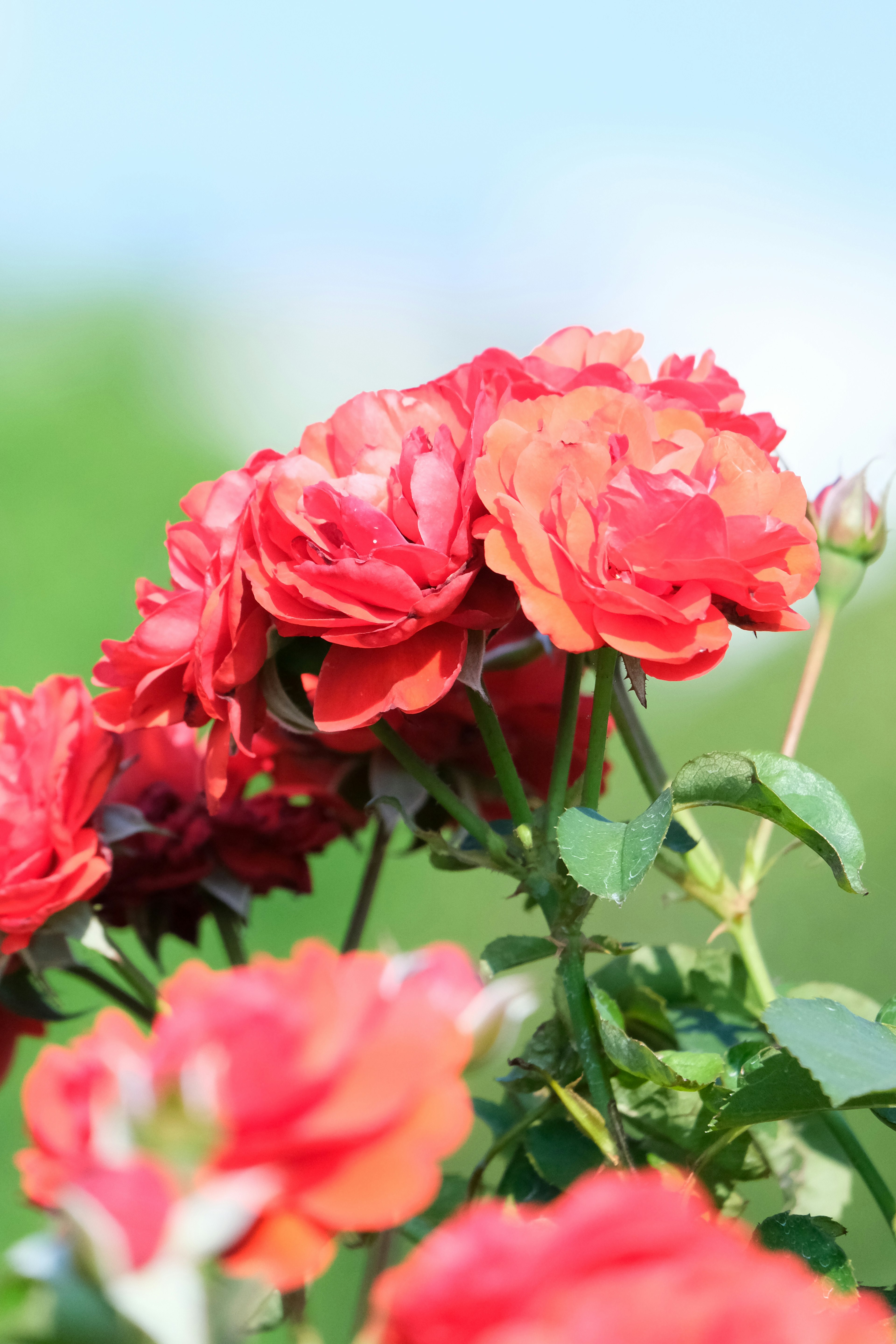 赤いバラの花が青空の下で咲いている様子