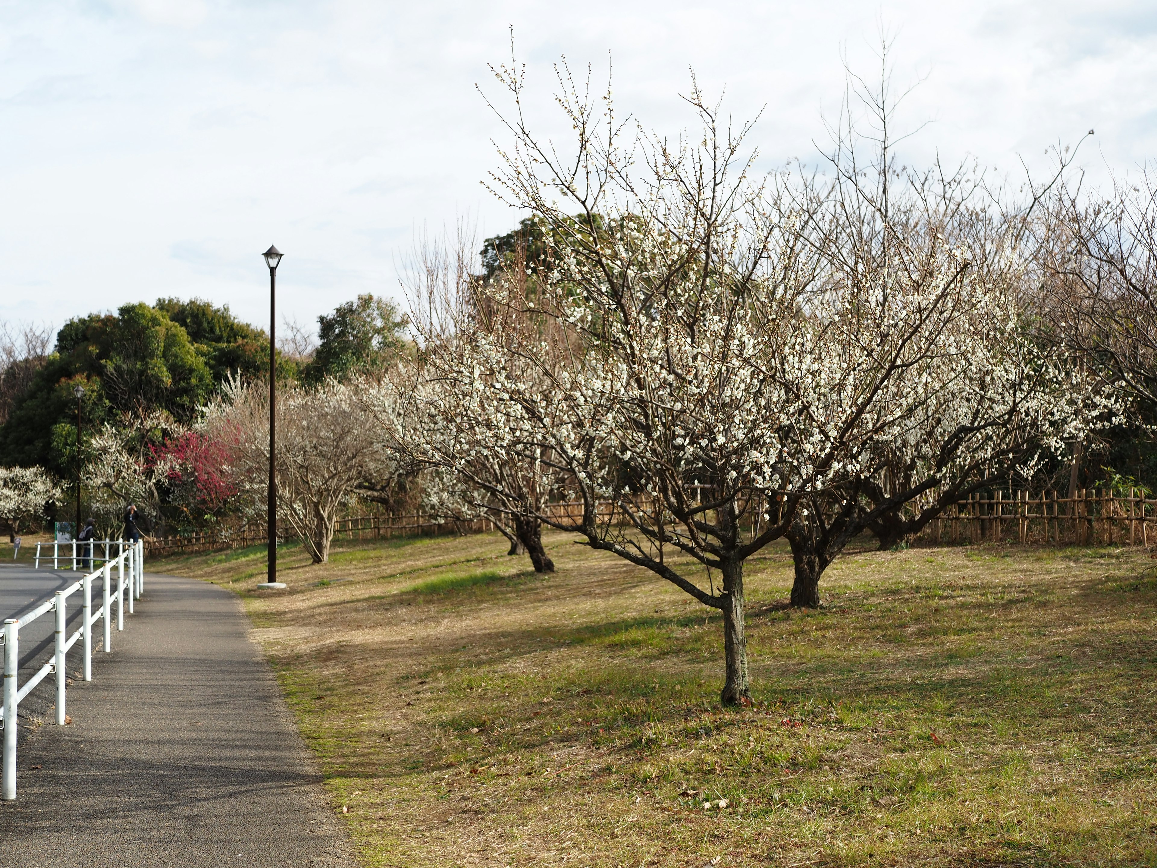 Un sentiero in un parco primaverile fiancheggiato da alberi in fiore bianchi