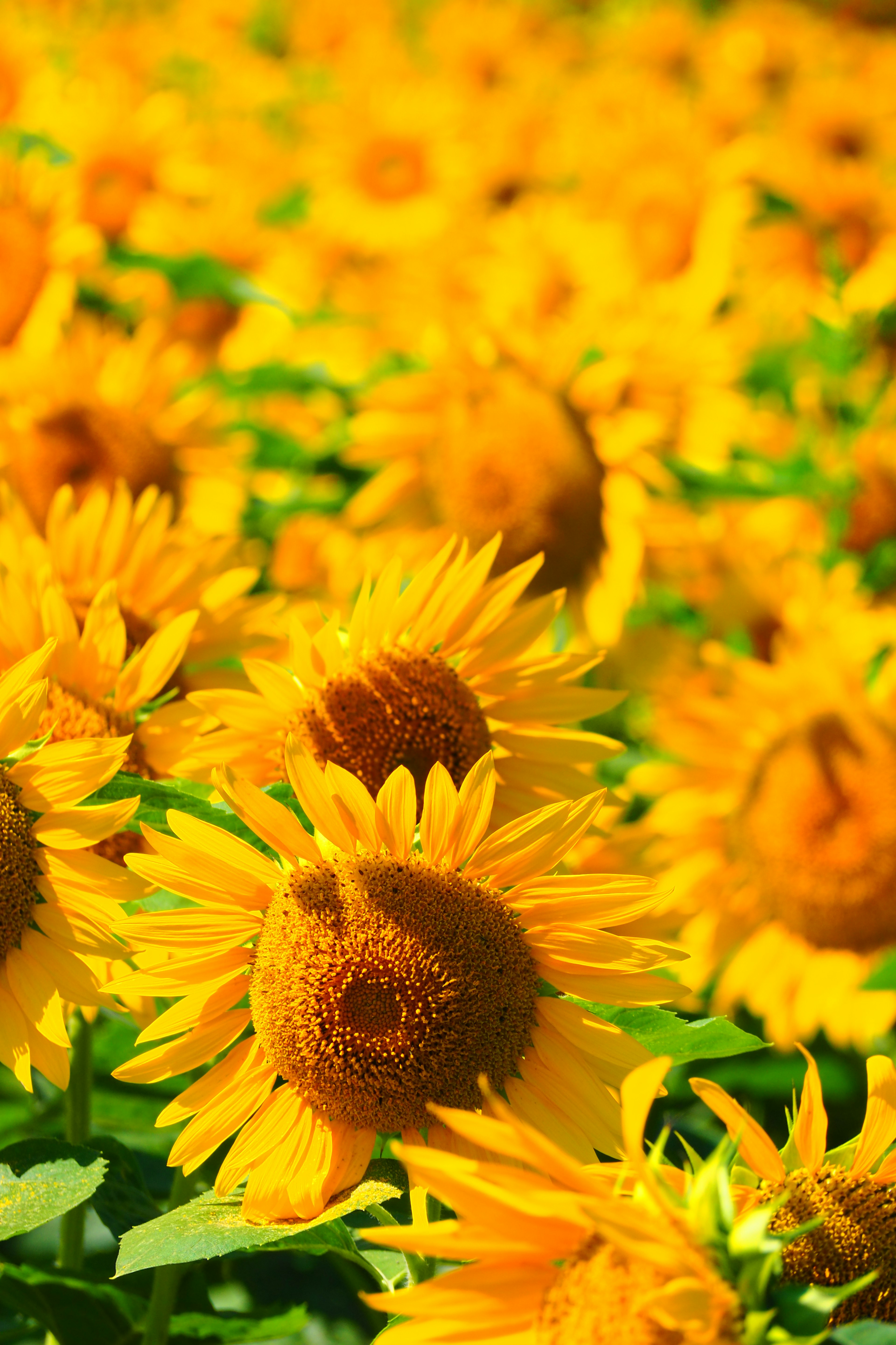 Vibrant sunflower field in full bloom