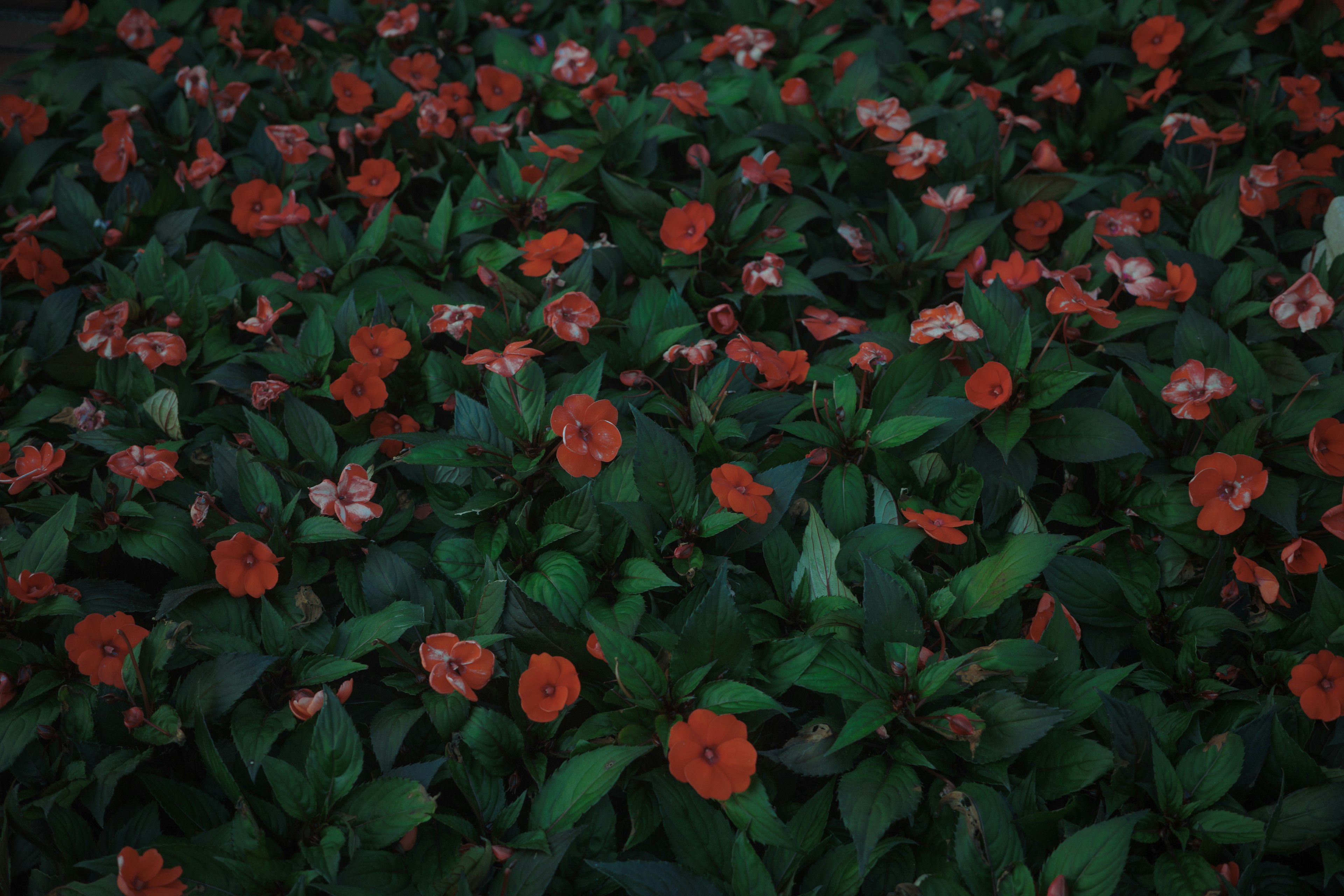 A carpet of green leaves with blooming red flowers