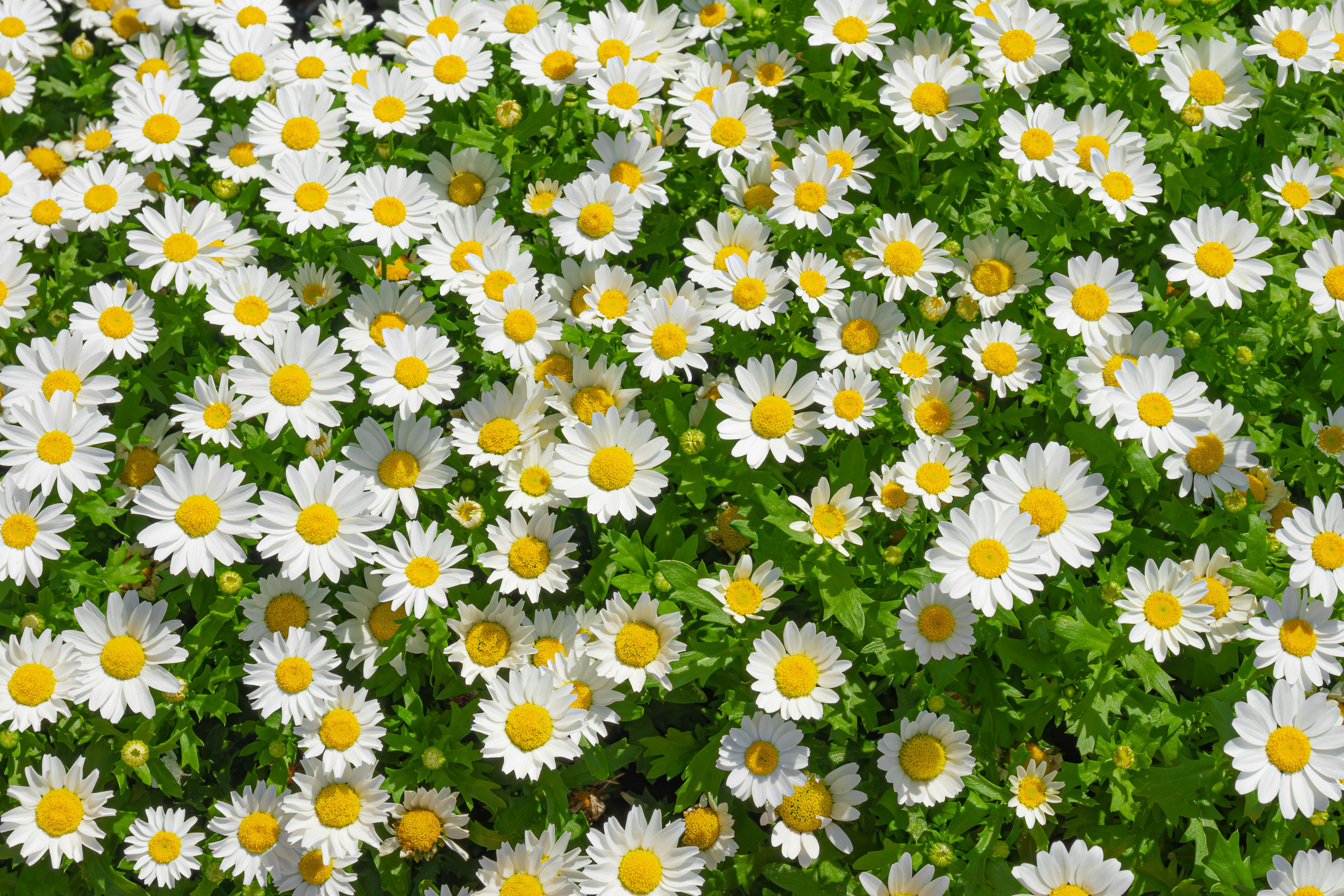 A dense cluster of daisies with white petals and yellow centers