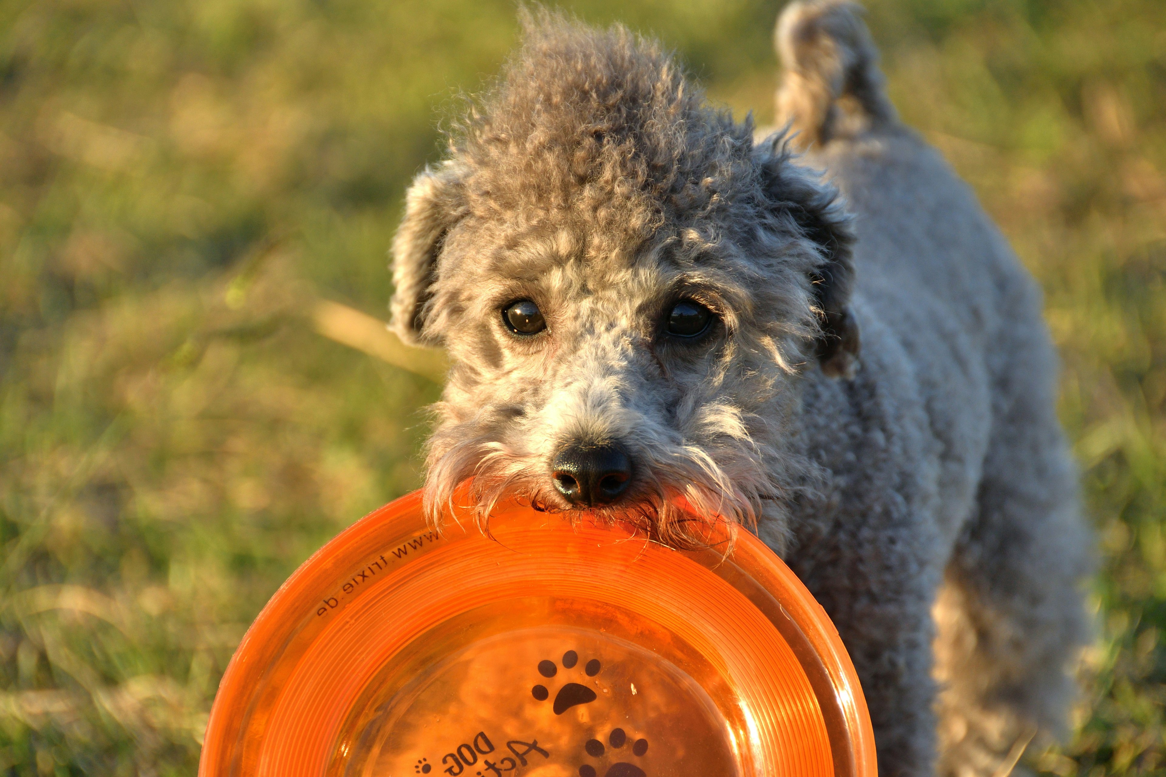 Anjing yang memegang frisbee oranye di mulutnya