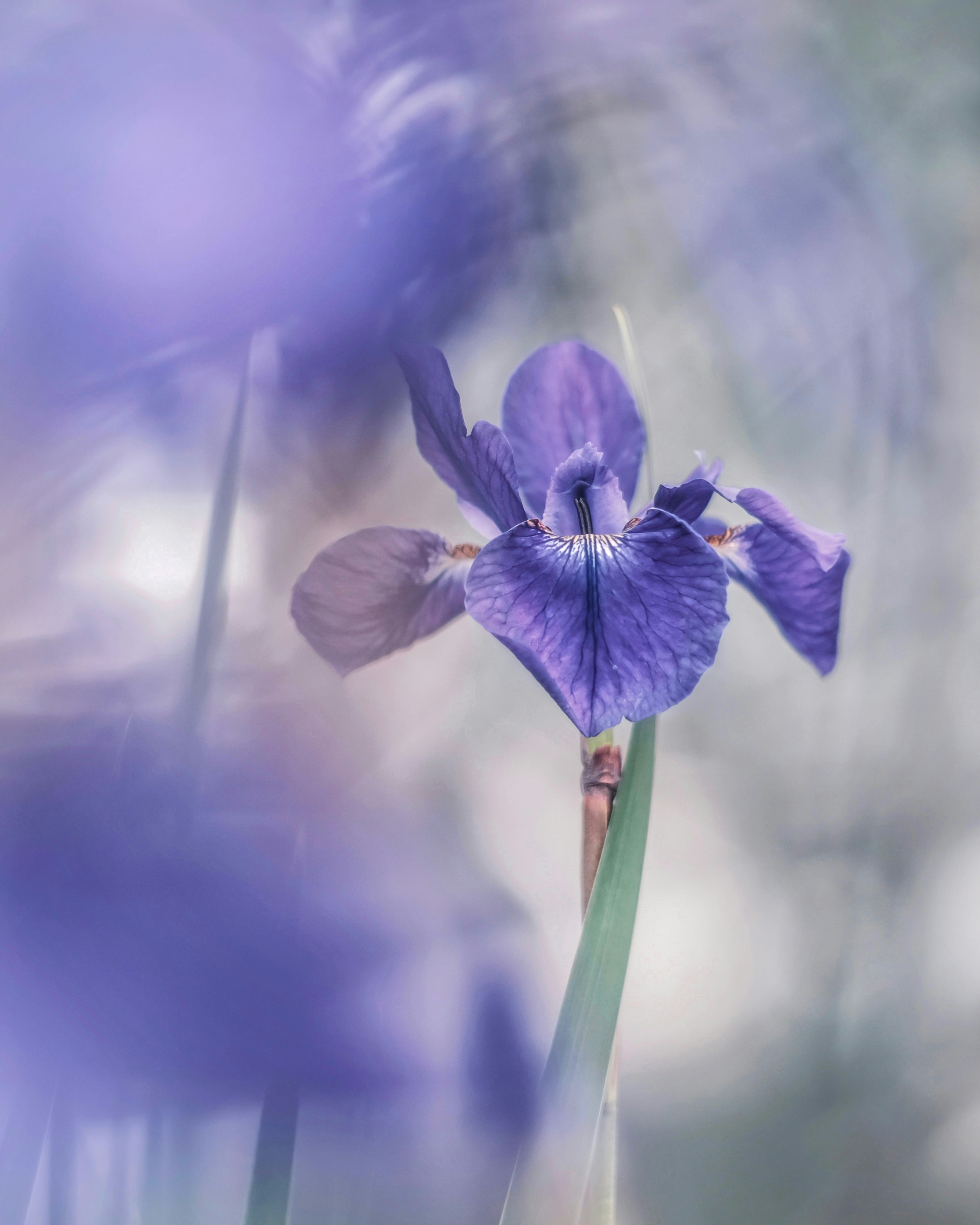 Une fleur d'iris violet se détache sur un fond doux