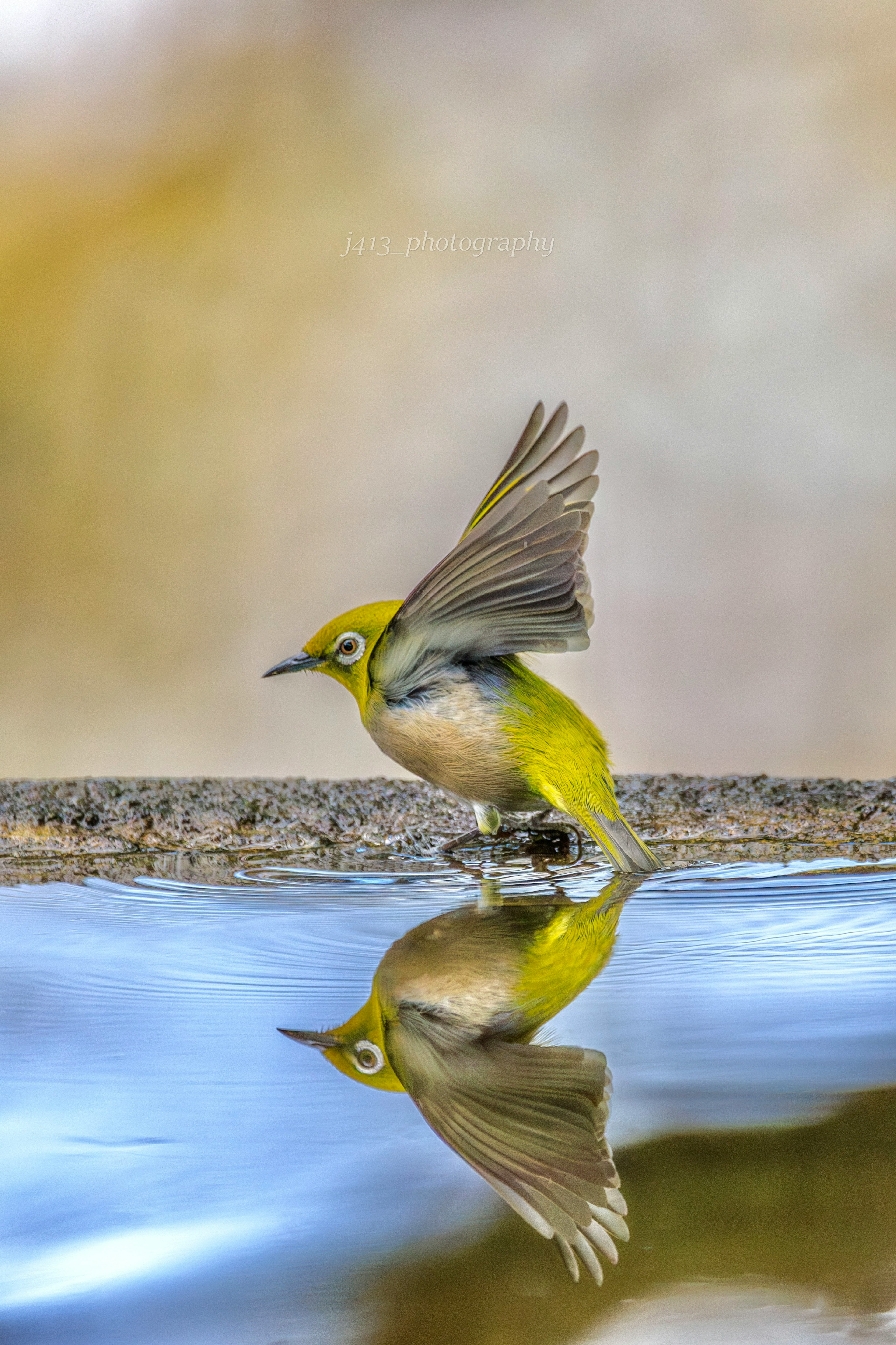 Small yellow bird flapping at the water's edge with reflection