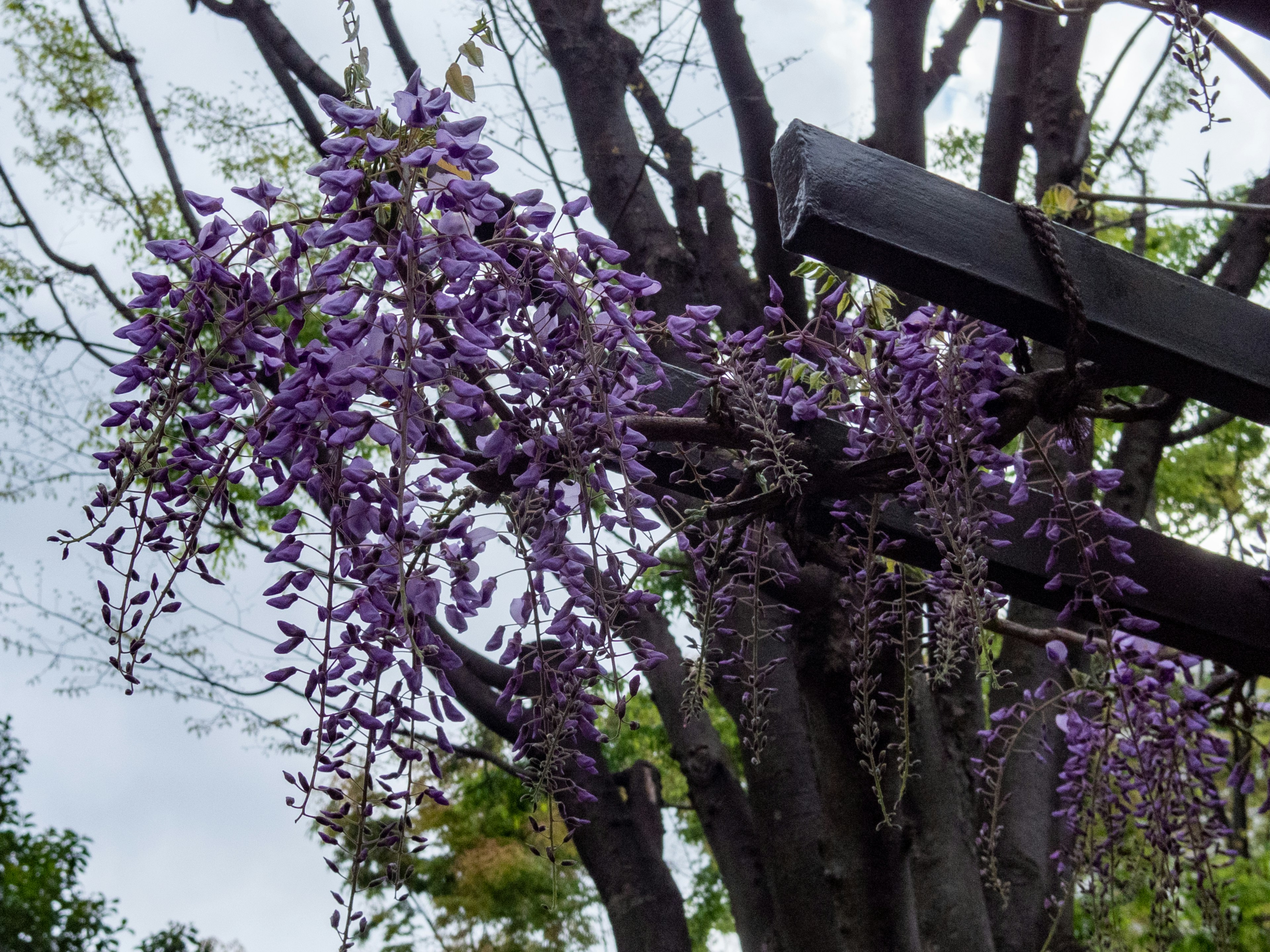 Fiori di glicine viola che sbocciano su un ramo di albero