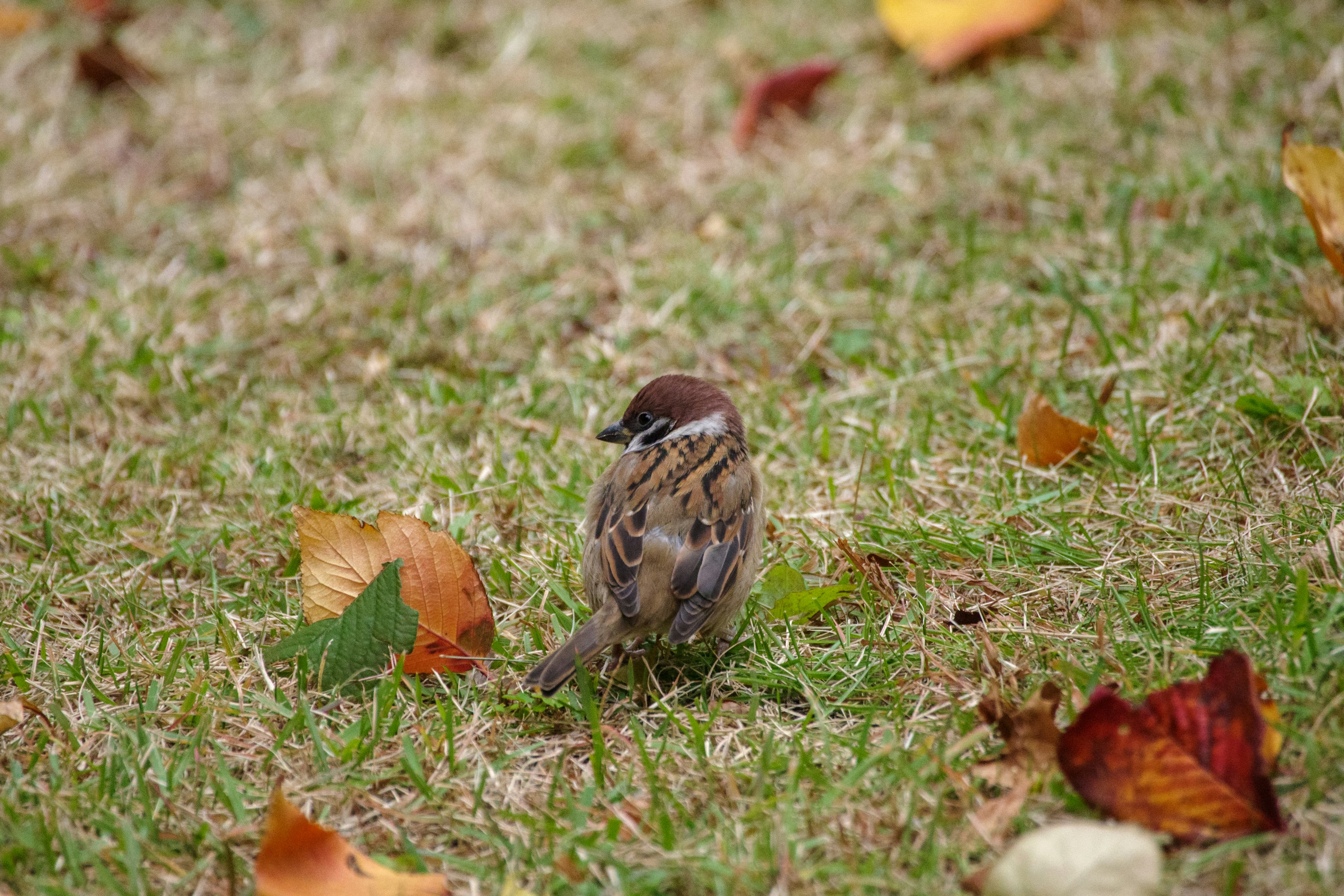 芝生の上に立っている小さな鳥と秋の葉