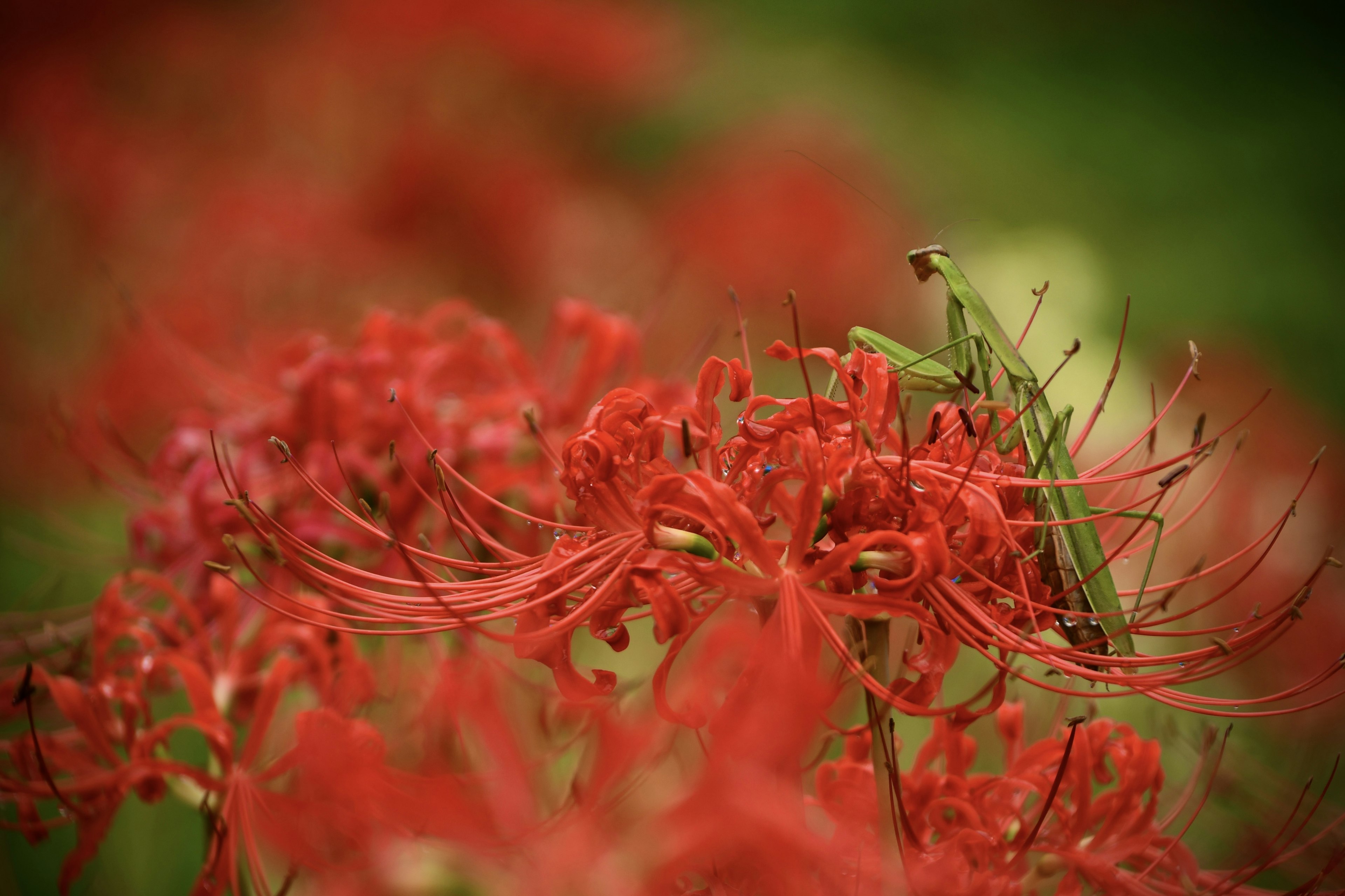 赤い彼岸花と緑の背景に隠れる昆虫