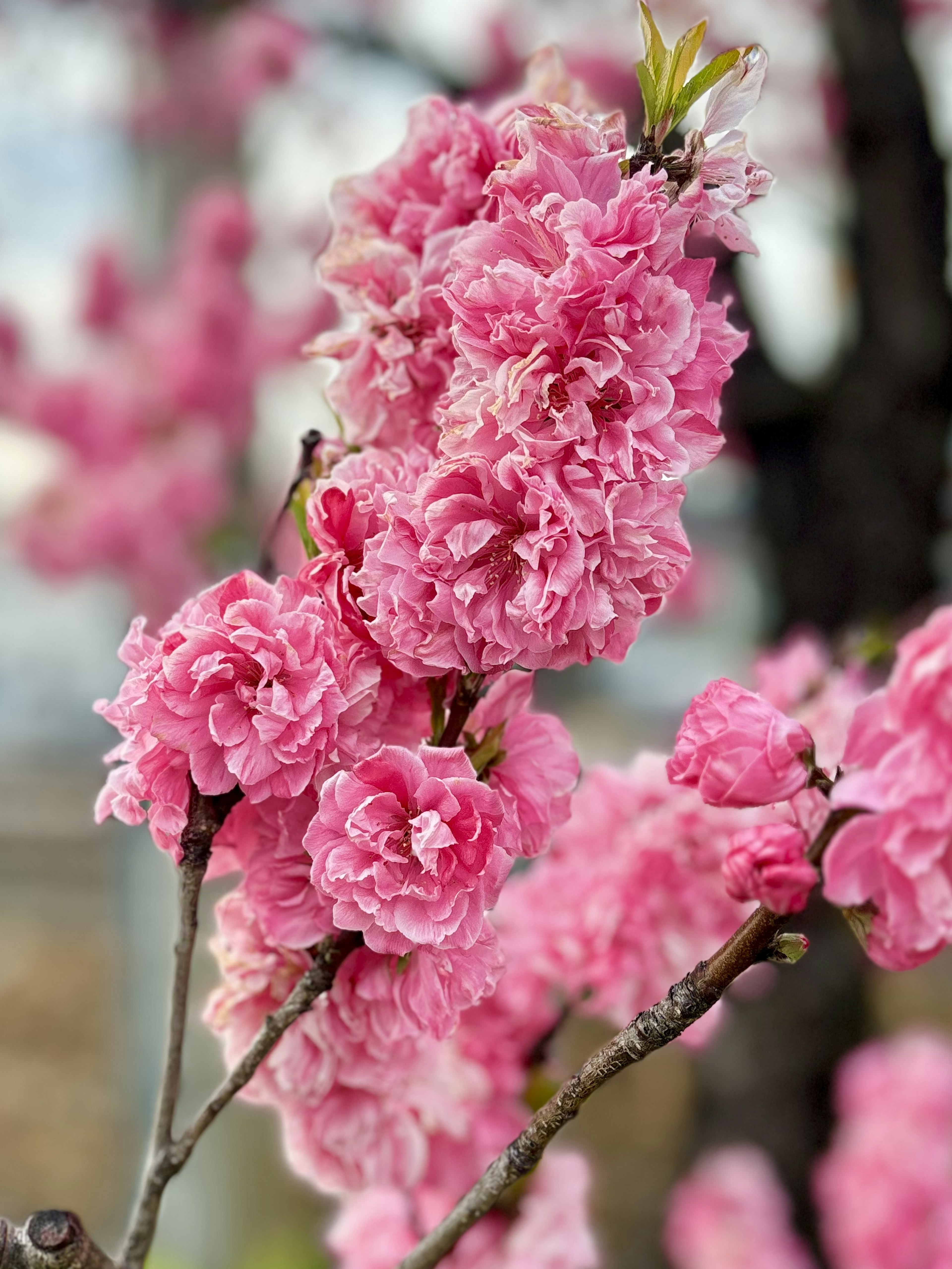 鮮やかなピンクの花が咲く枝のクローズアップ