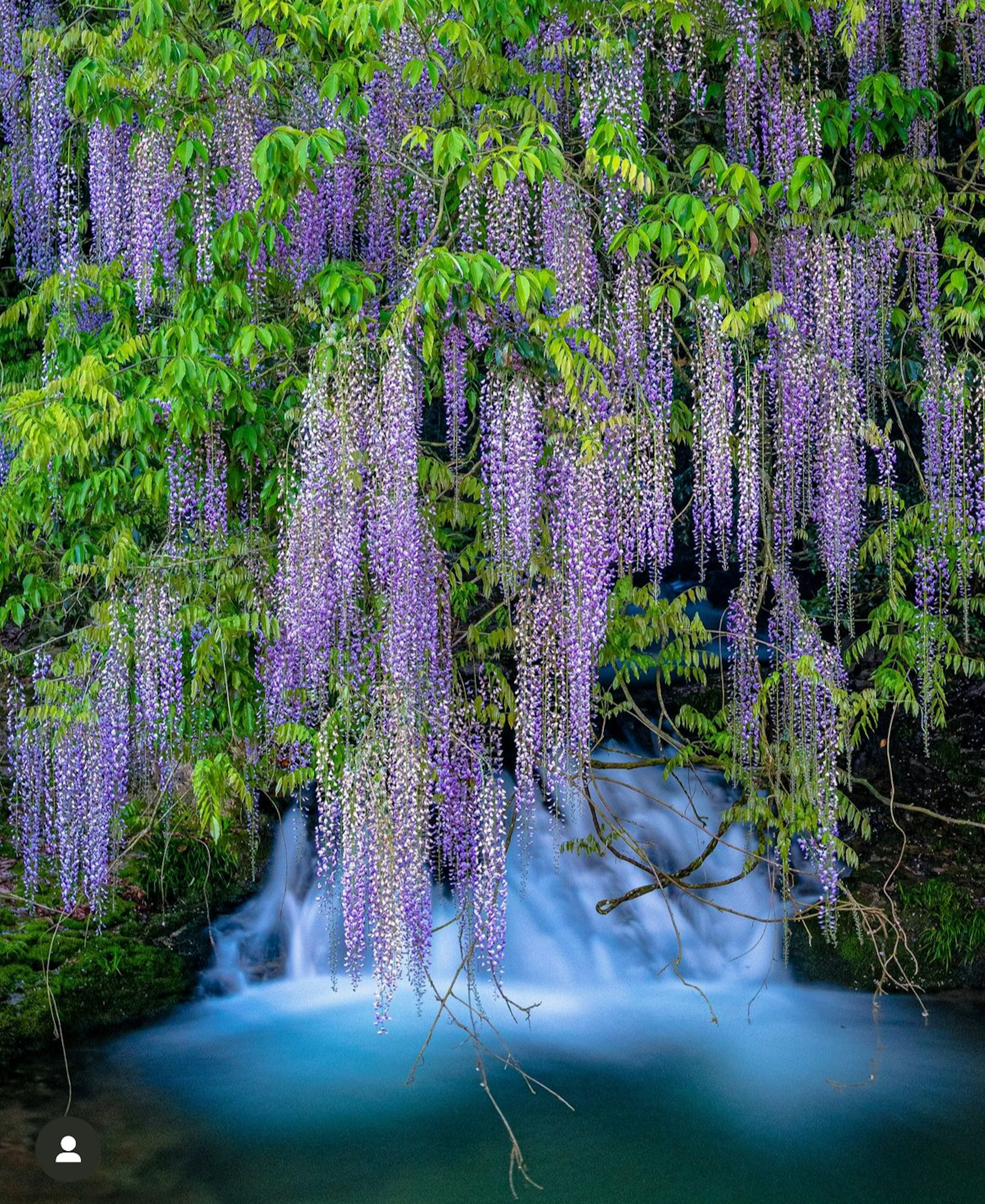 Una escena de flores de glicinia moradas colgando cerca del agua corriente