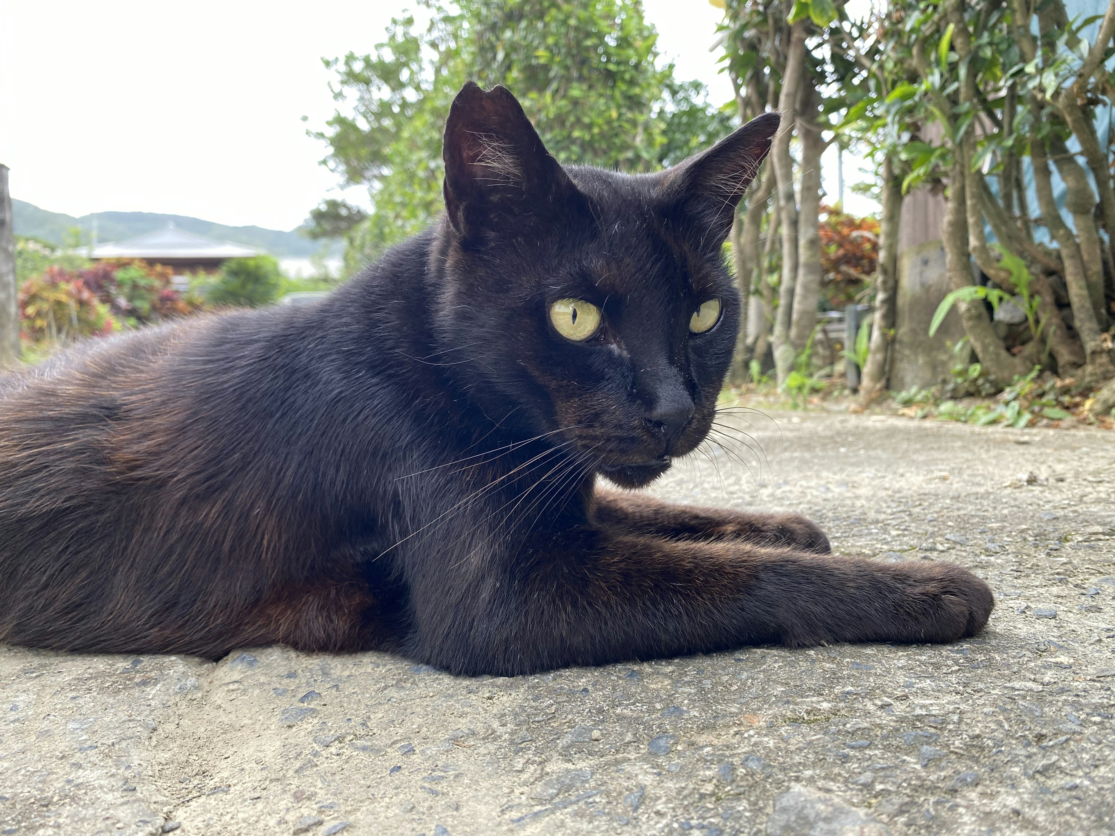 Un gatto nero sdraiato sul terreno