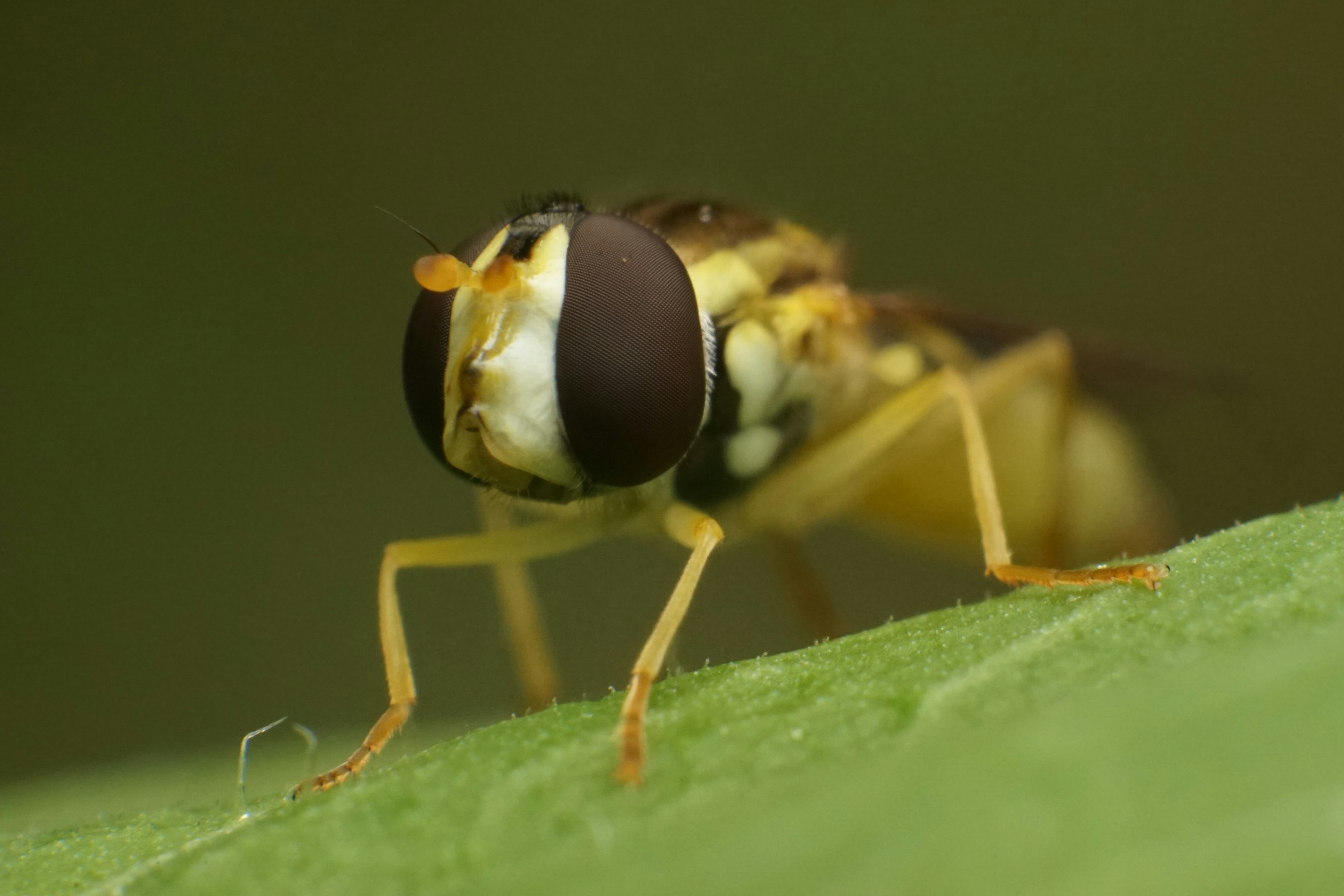 Close-up image of a fly on a green leaf featuring large compound eyes and a yellow body