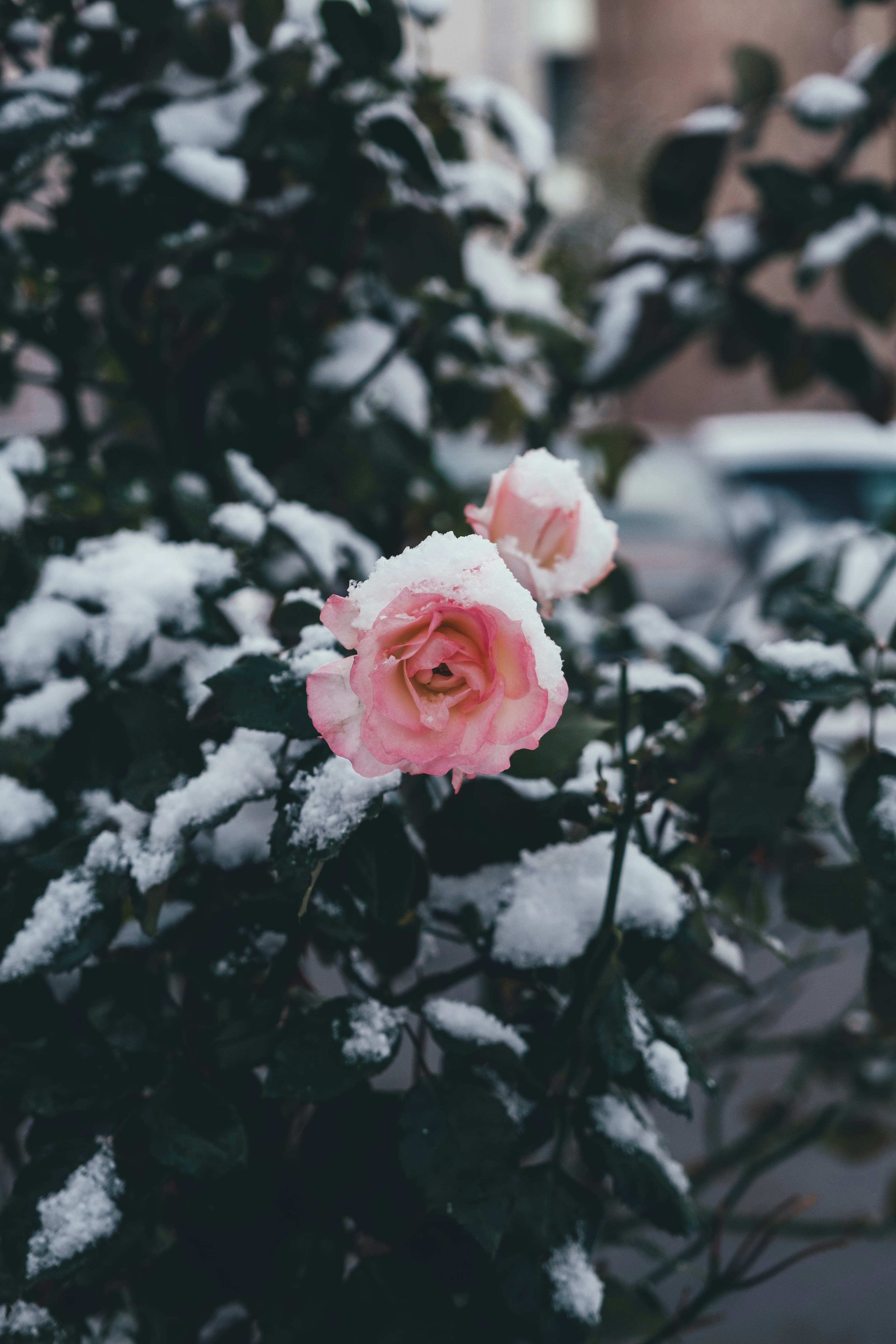 雪に覆われたバラの花と葉がある風景