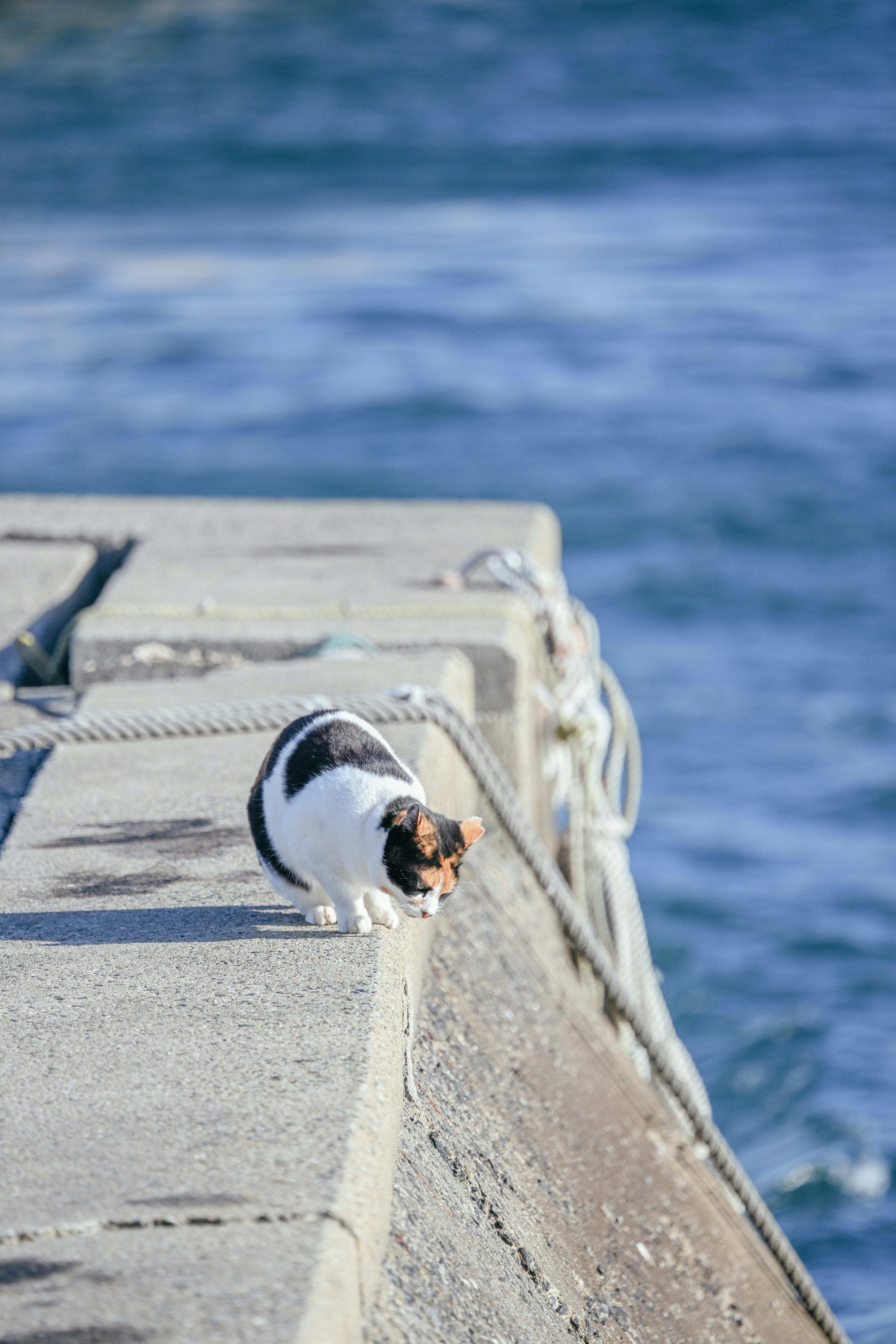 Schwarz-weiße Katze sitzt auf dem Beton in der Nähe der Wellen