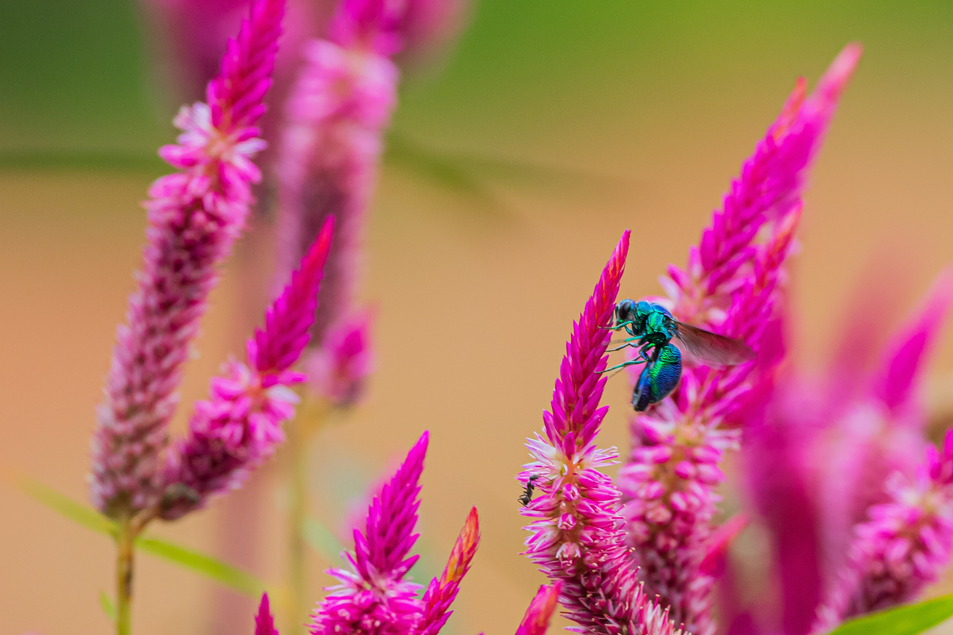 Flores rosas vibrantes con una abeja azul en un hermoso entorno natural