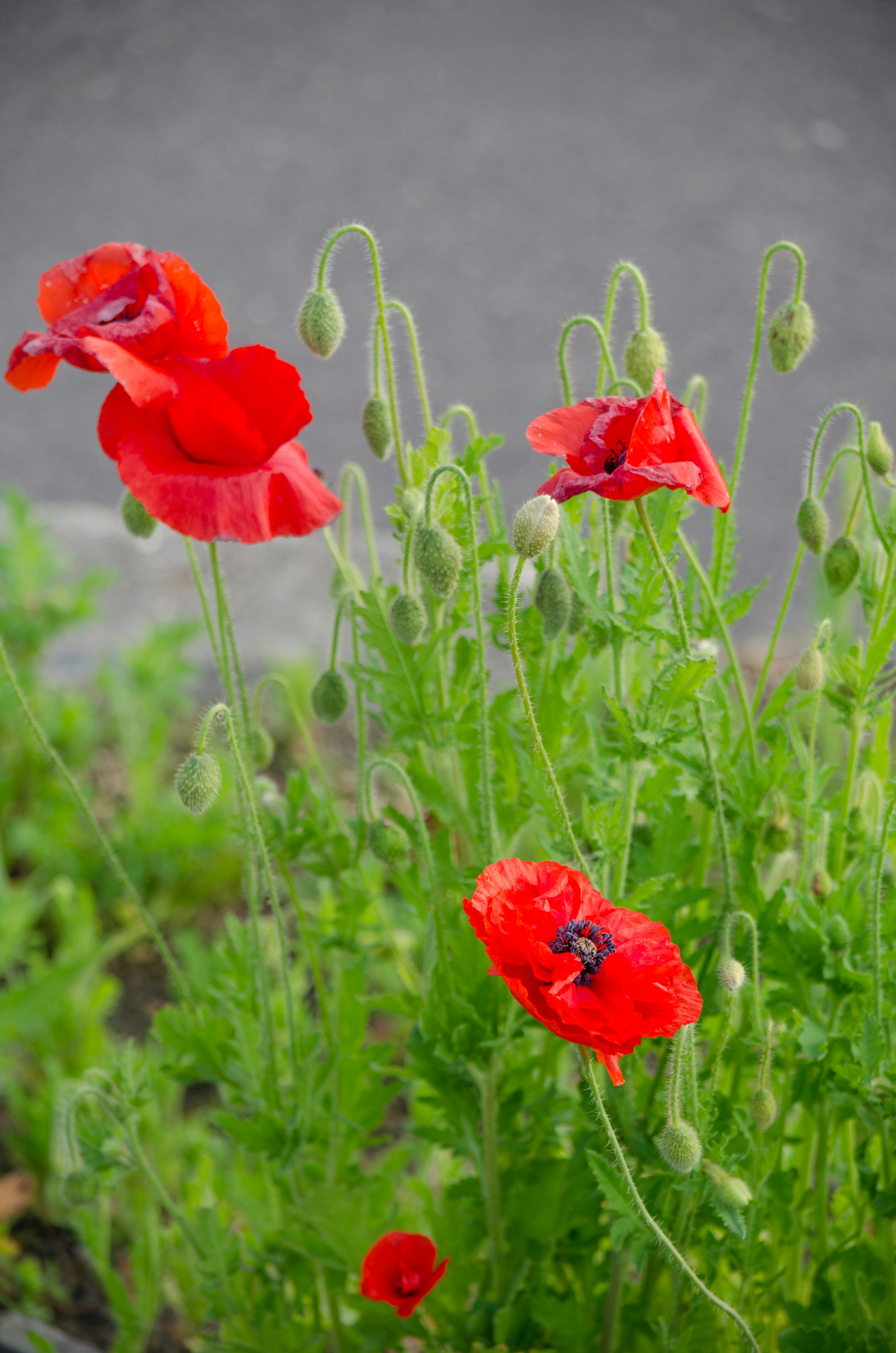 Fiori di papavero rossi vivaci in fiore