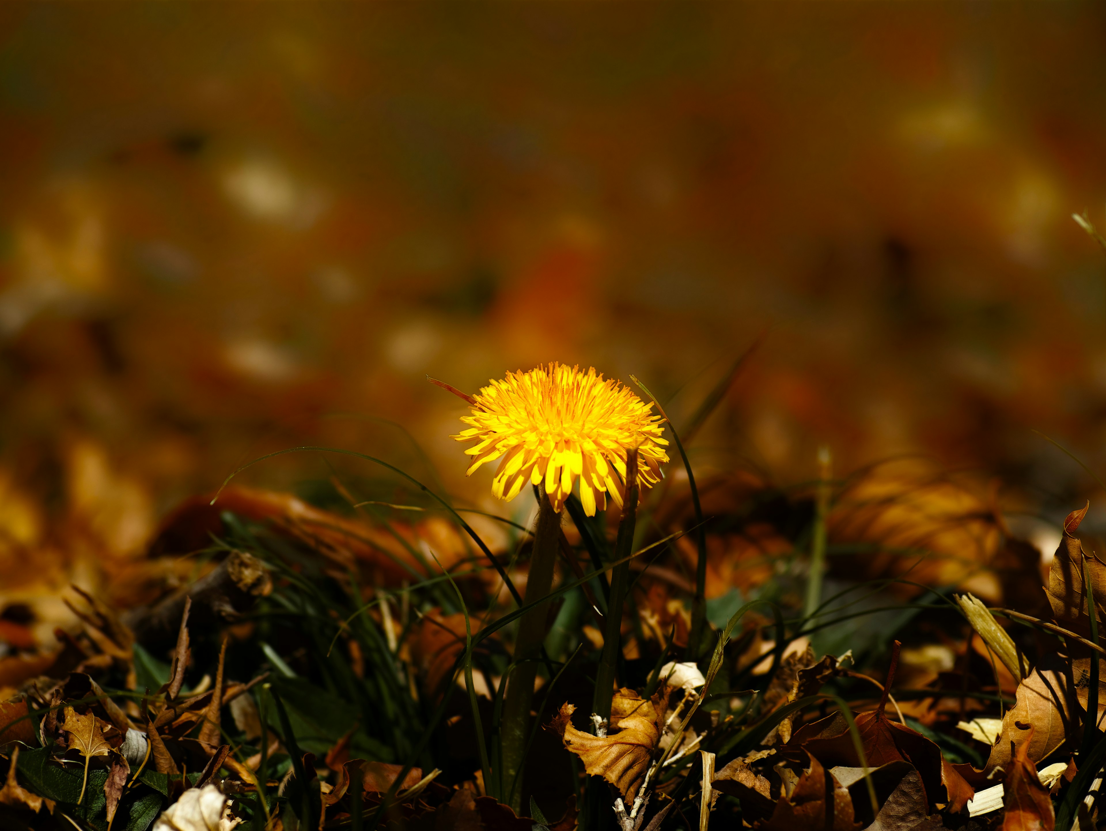 Sebuah dandelion kuning cerah mekar di antara daun-daun gugur