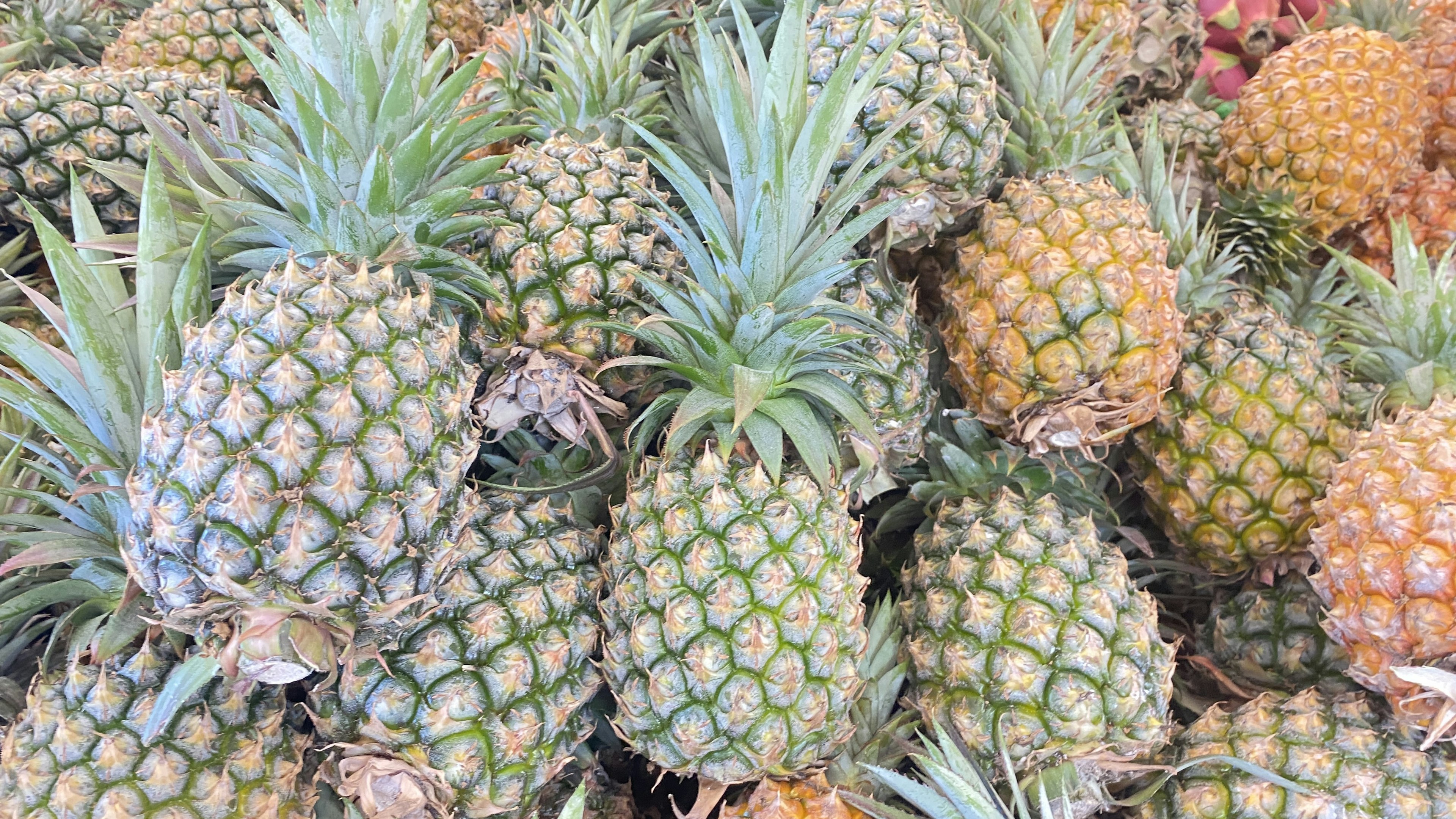 A cluster of pineapples displayed with varying shades of green and orange