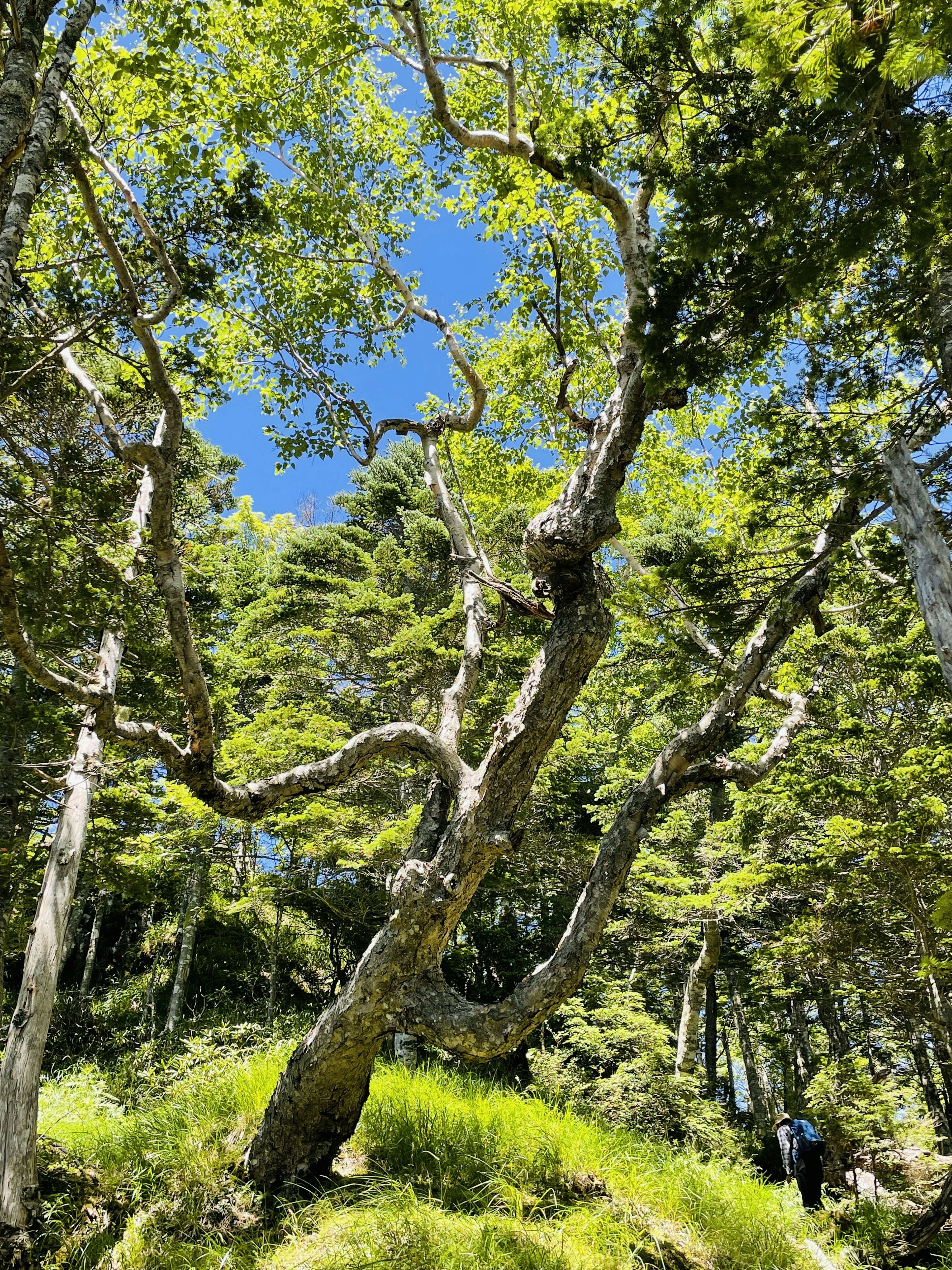 Albero dalla forma unica che si estende tra il cielo blu e le foglie verdi