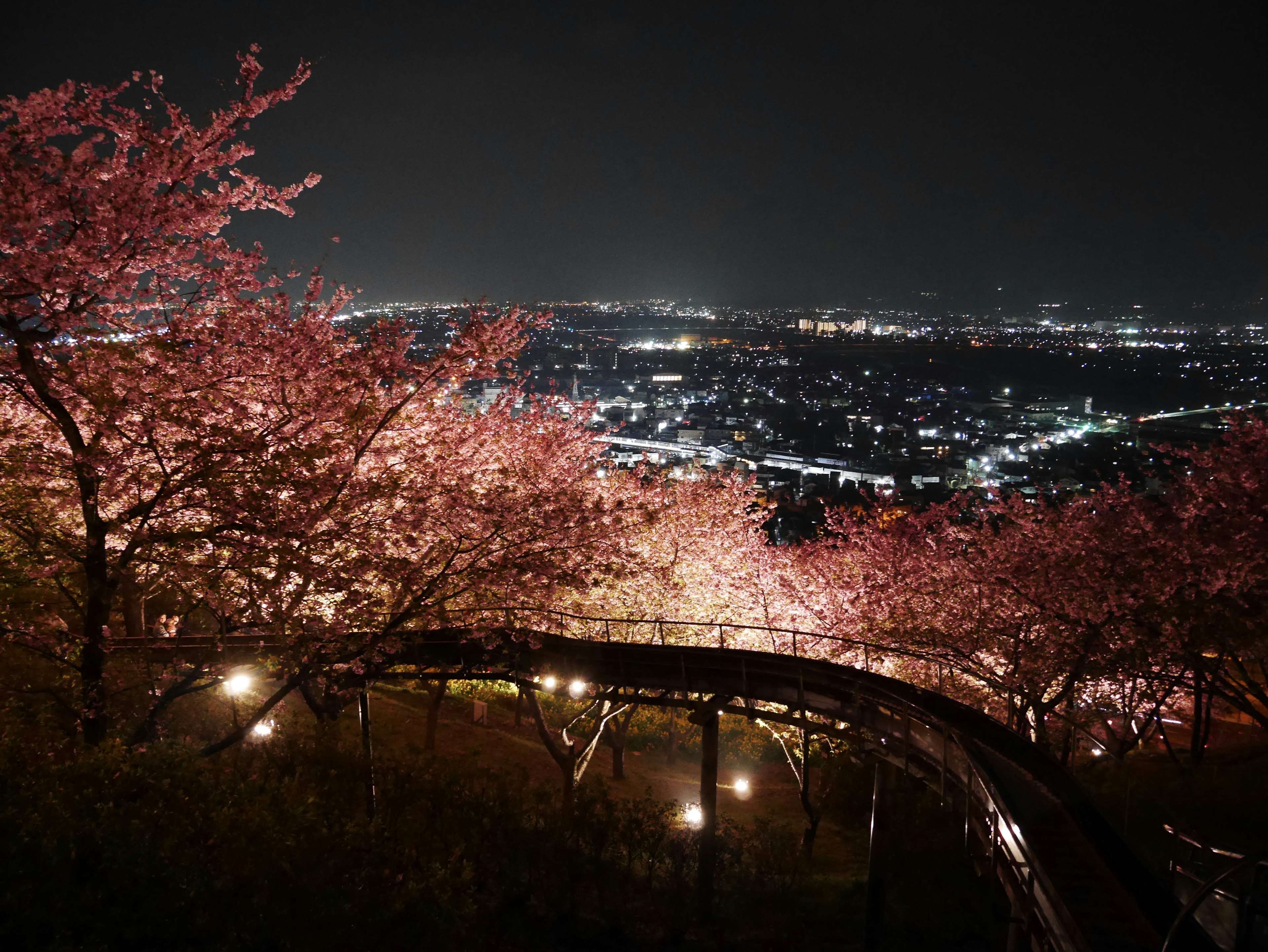 夜桜と都市の夜景の美しい景色