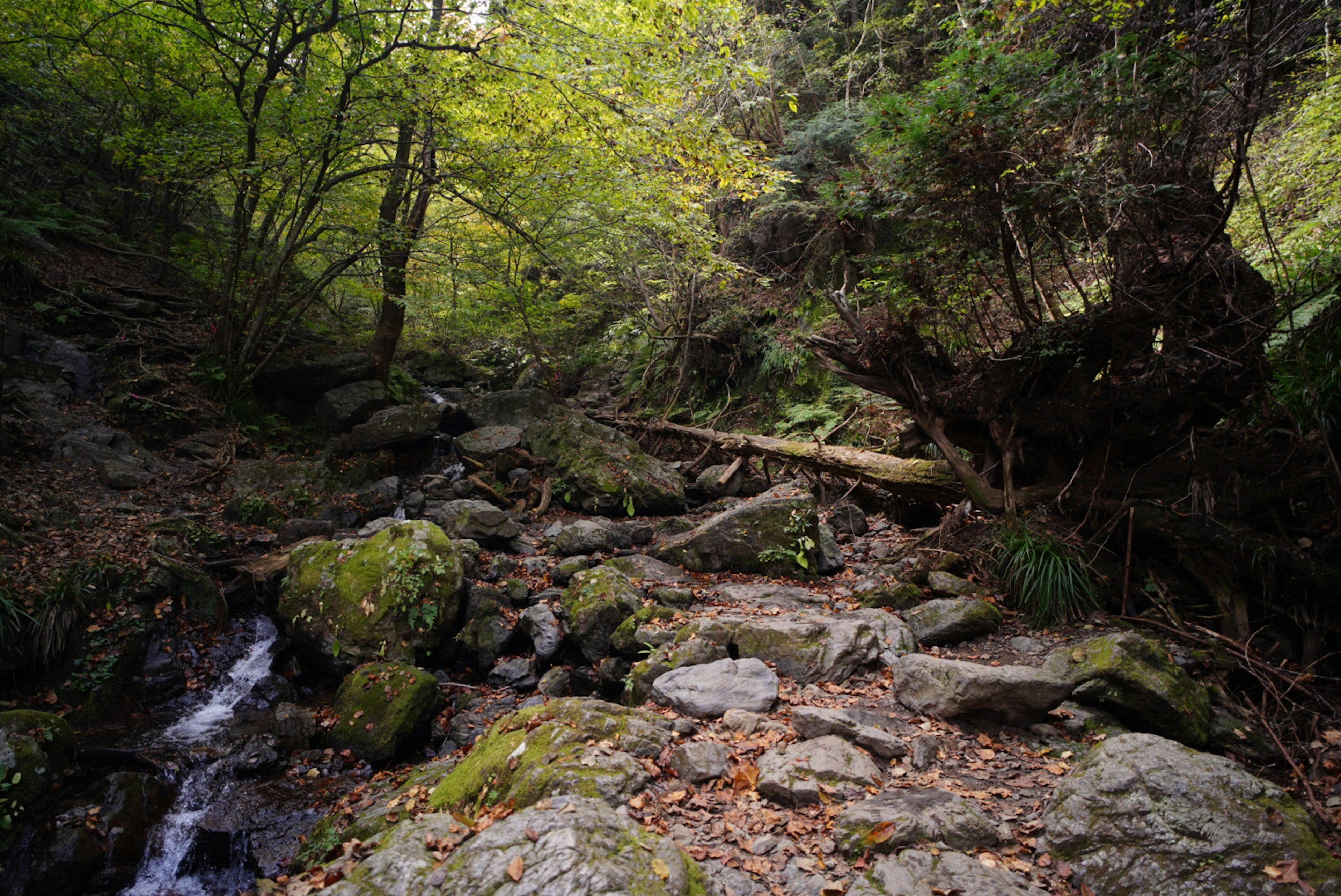 A serene forest scene with a stream and rocky terrain