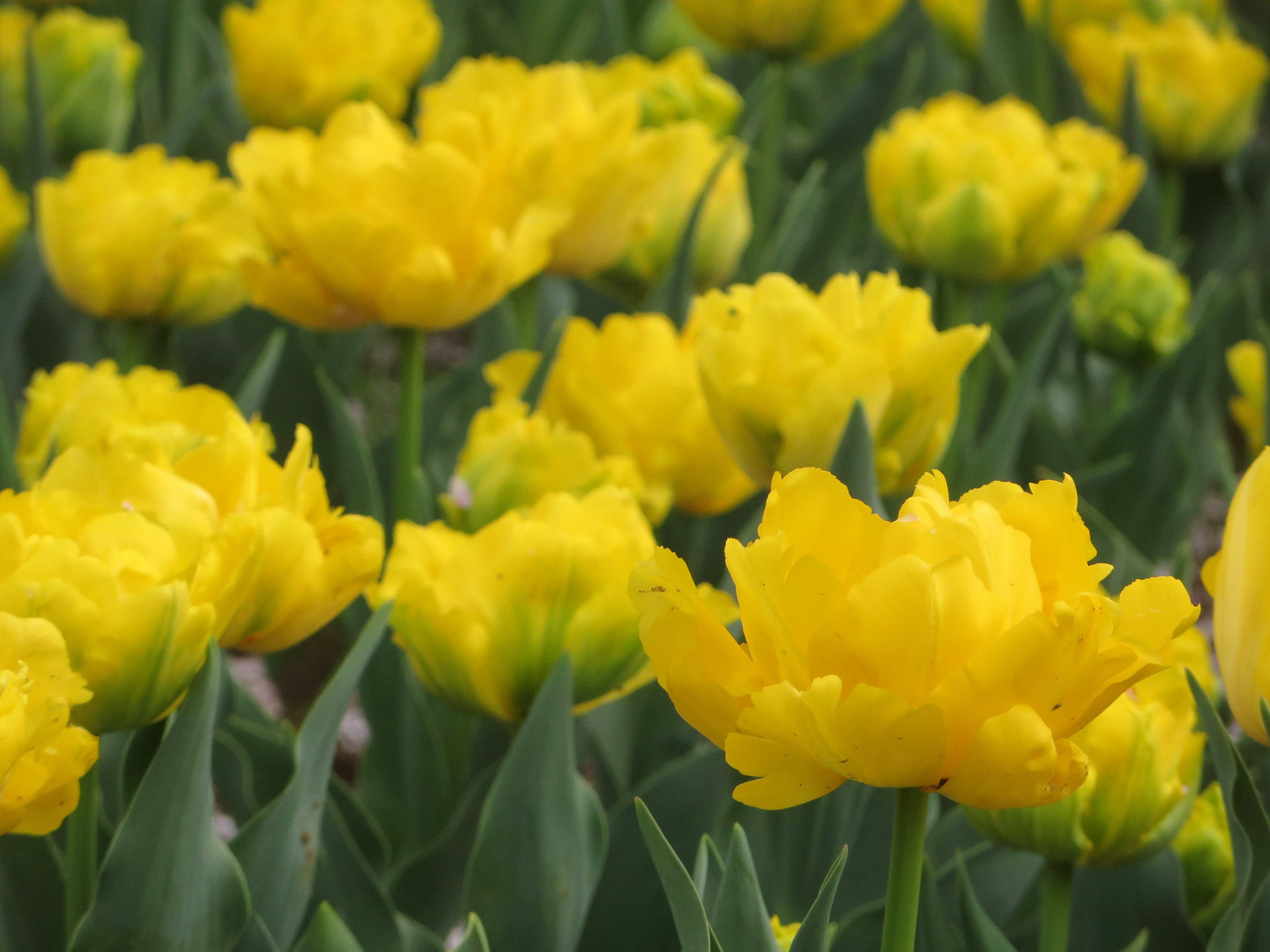 Field of blooming yellow tulips with lush green leaves