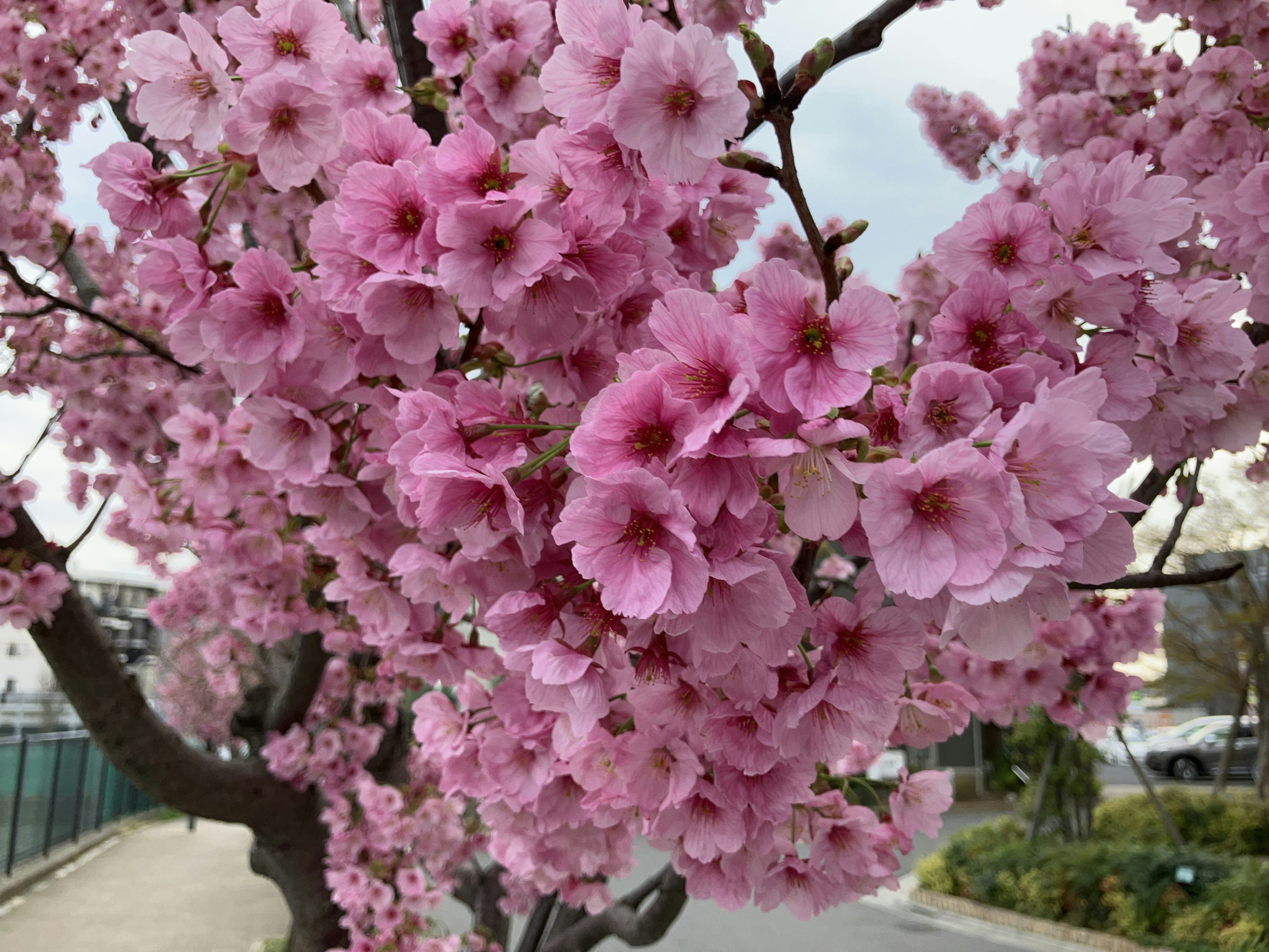 Acercamiento de un árbol de cerezo en plena floración