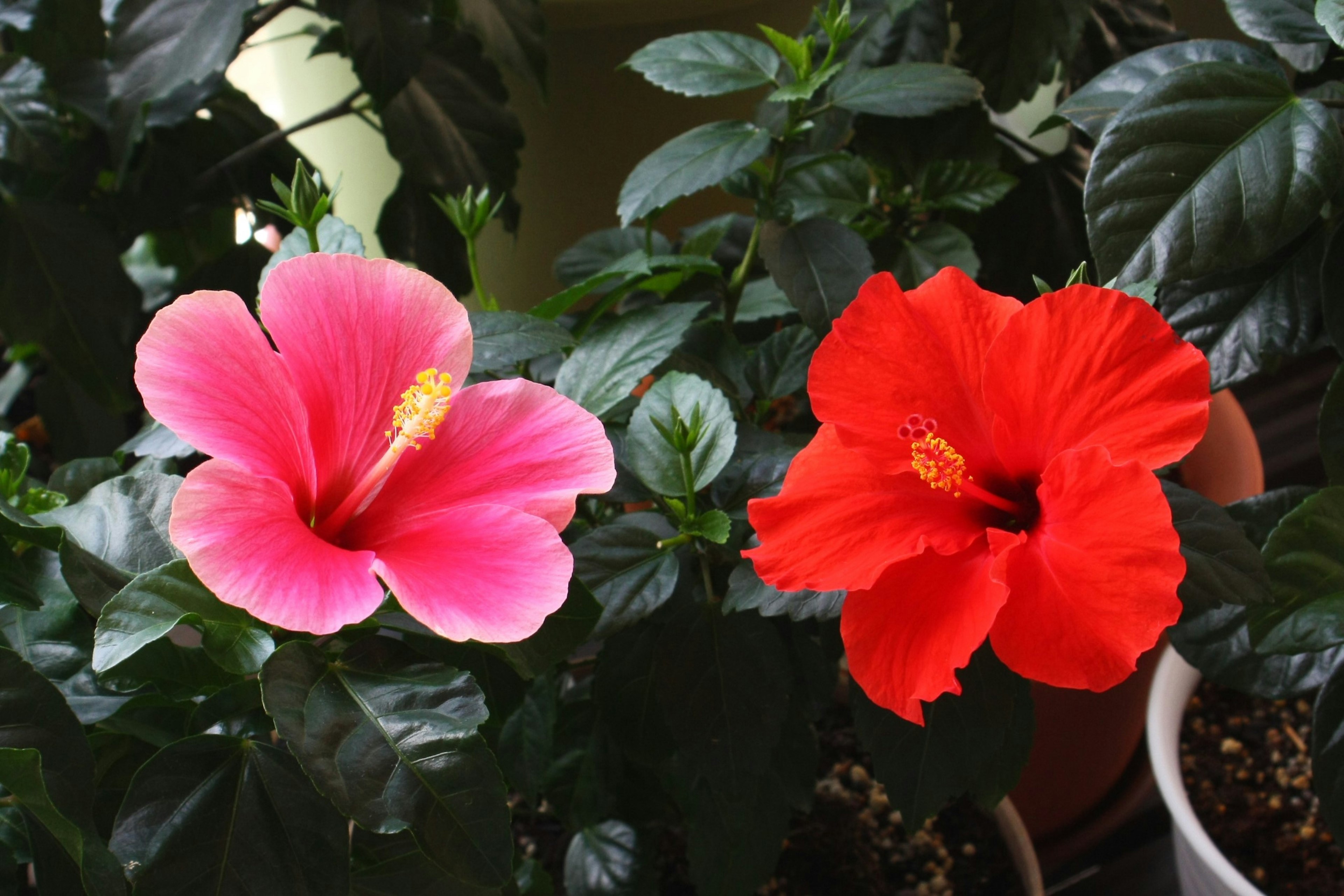 Pink und rote Hibiskusblüten blühen zwischen grünen Blättern