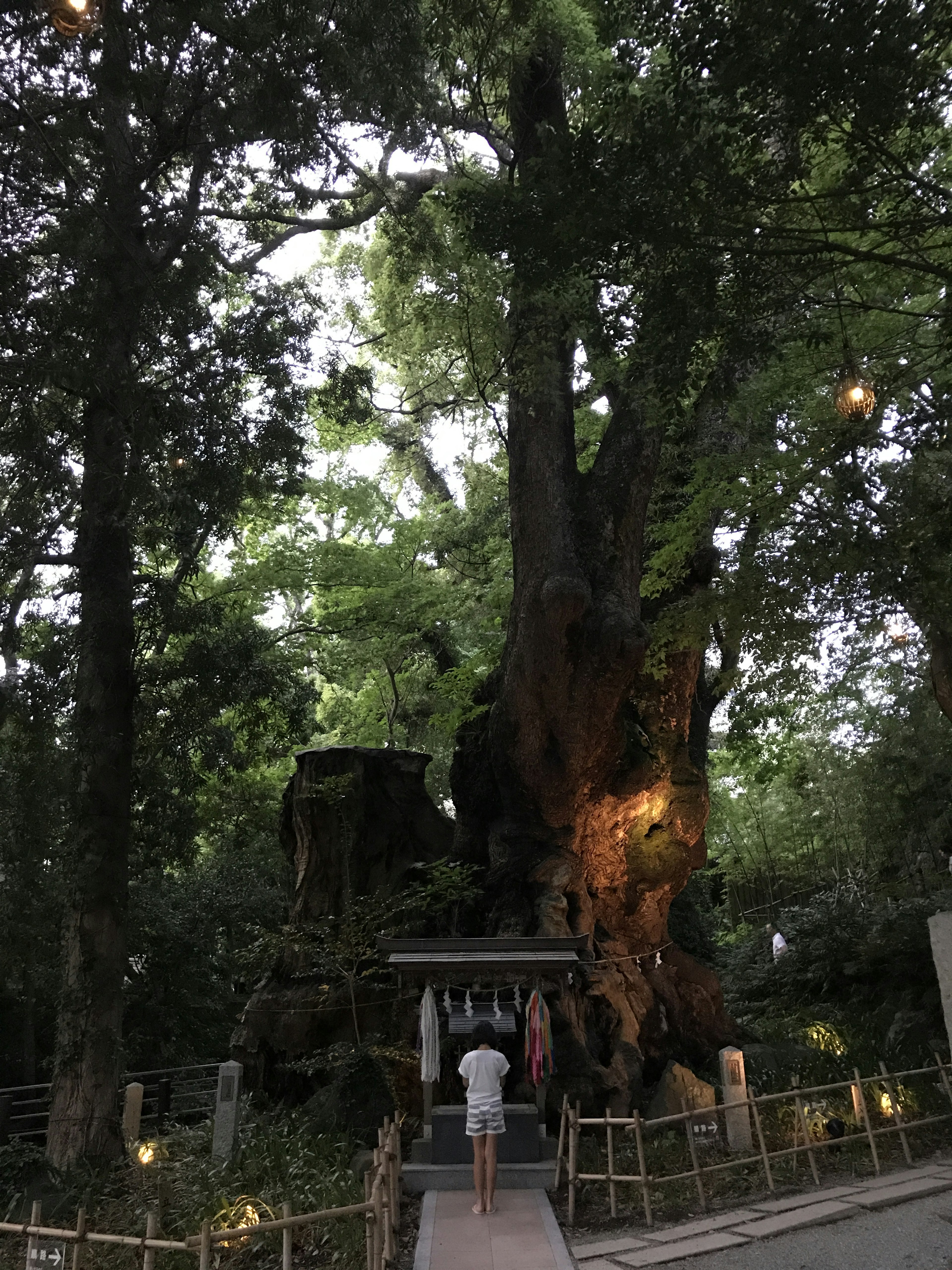 A person standing near a large tree surrounded by greenery