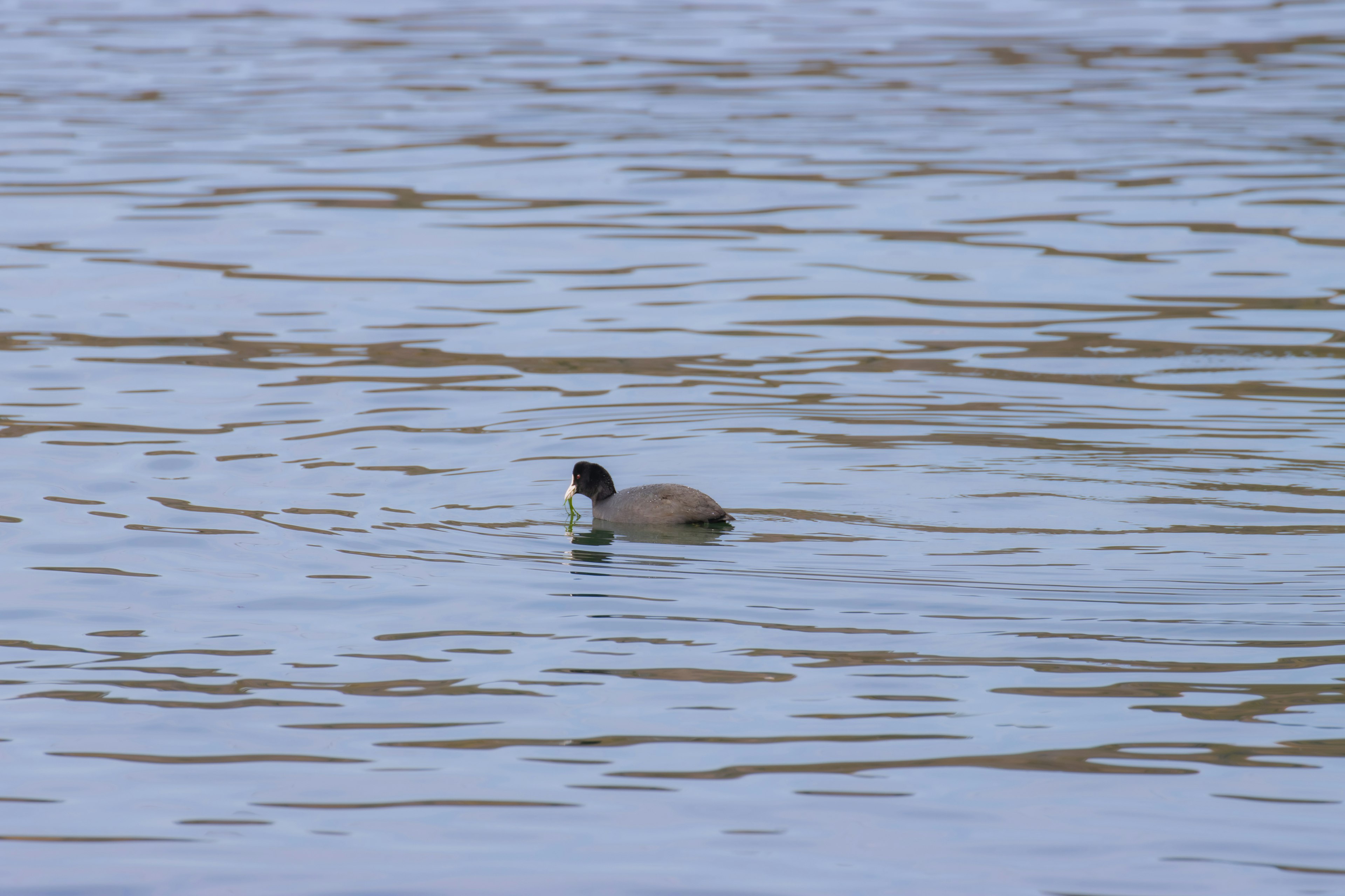 Ein vogelähnliches Tier, das auf der ruhigen Wasseroberfläche schwimmt