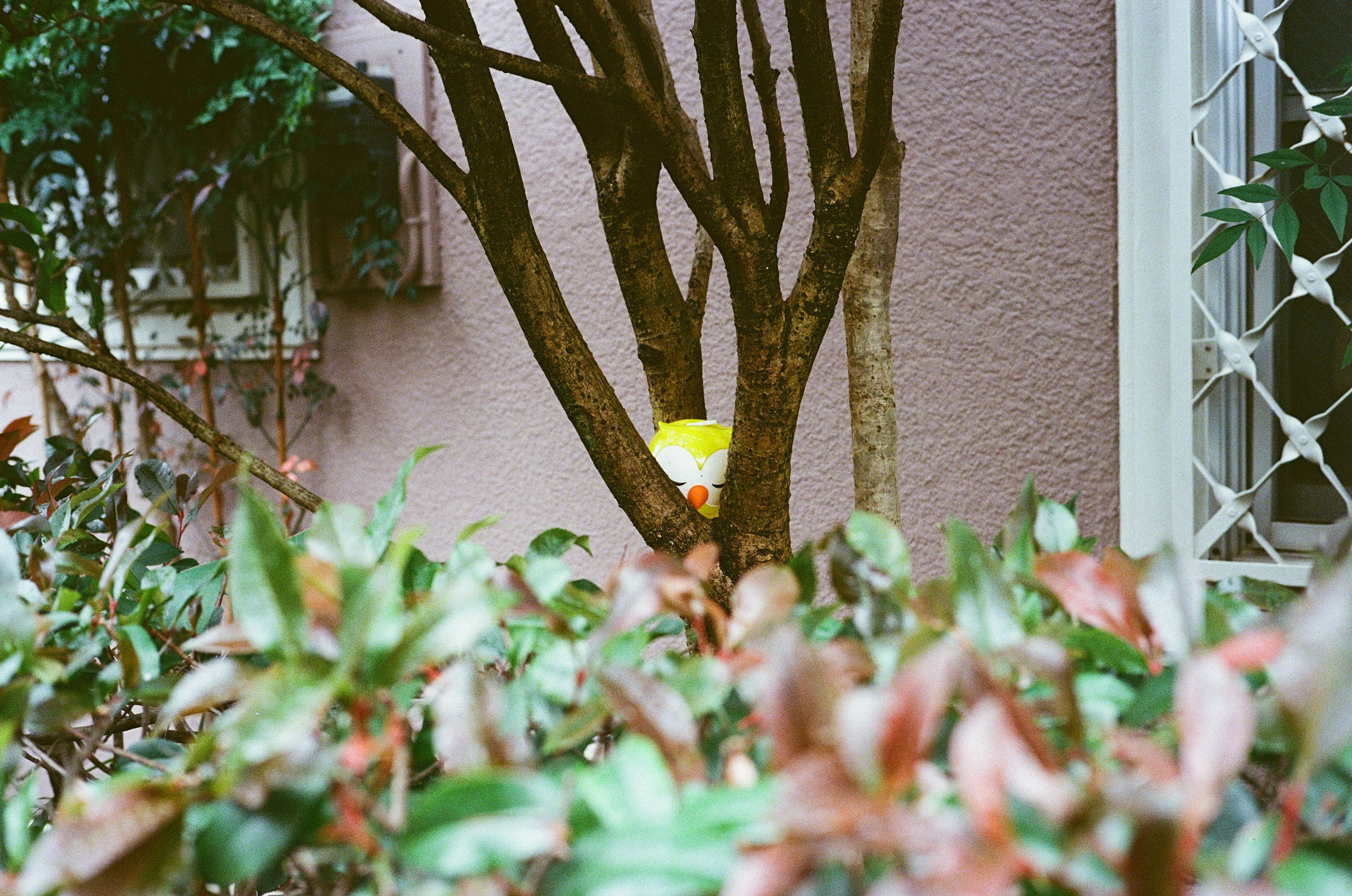 A tree in front of a light pink wall with a hidden yellow object among lush green leaves