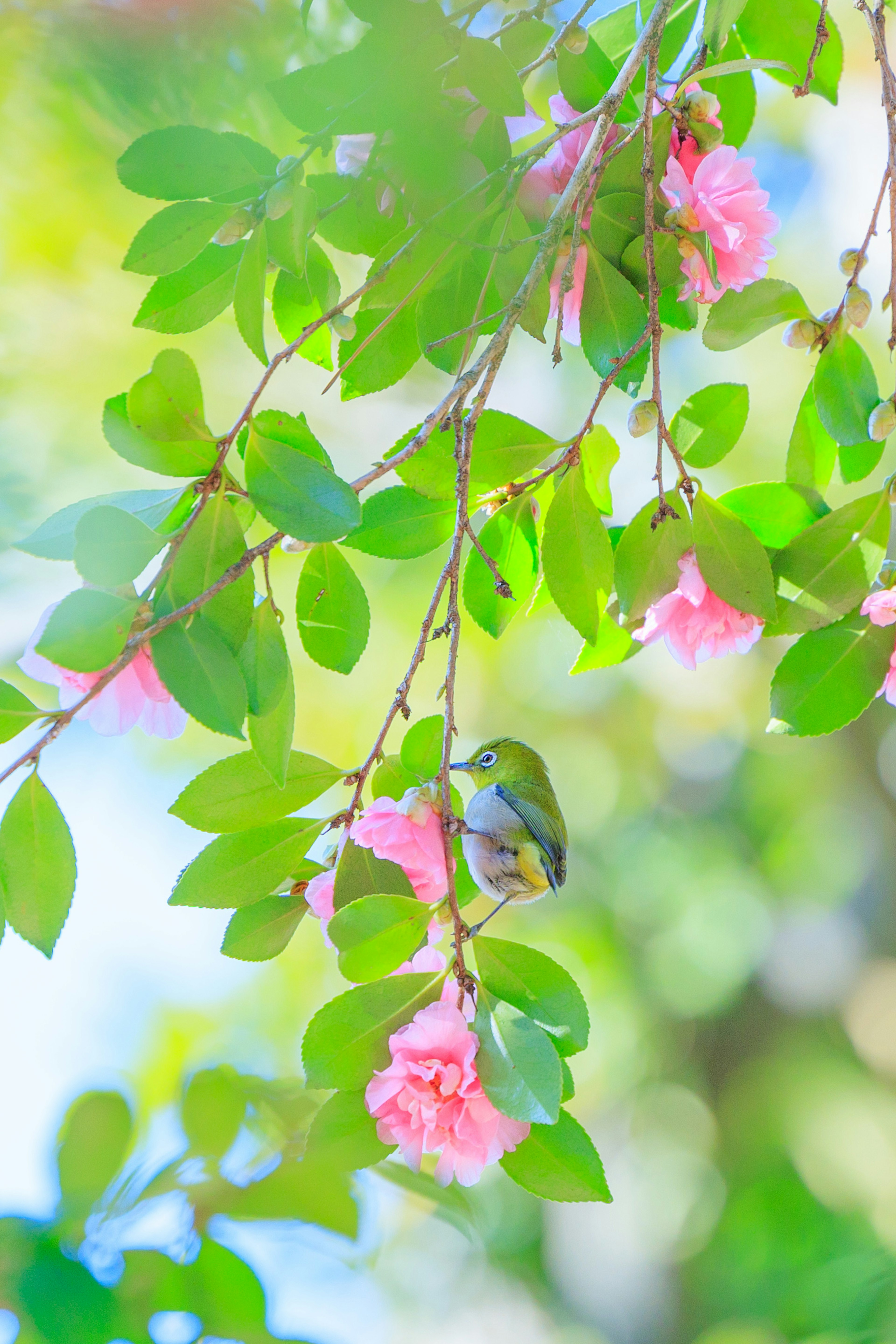 A small bird perched on a branch with green leaves and pink flowers