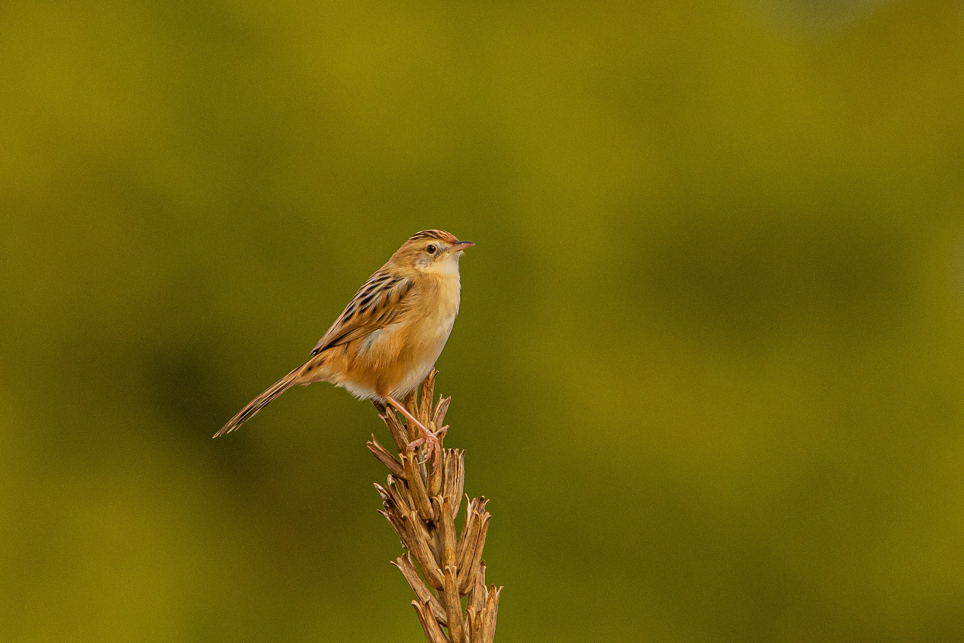 Un piccolo uccello appollaiato in cima a una pianta con uno sfondo verde